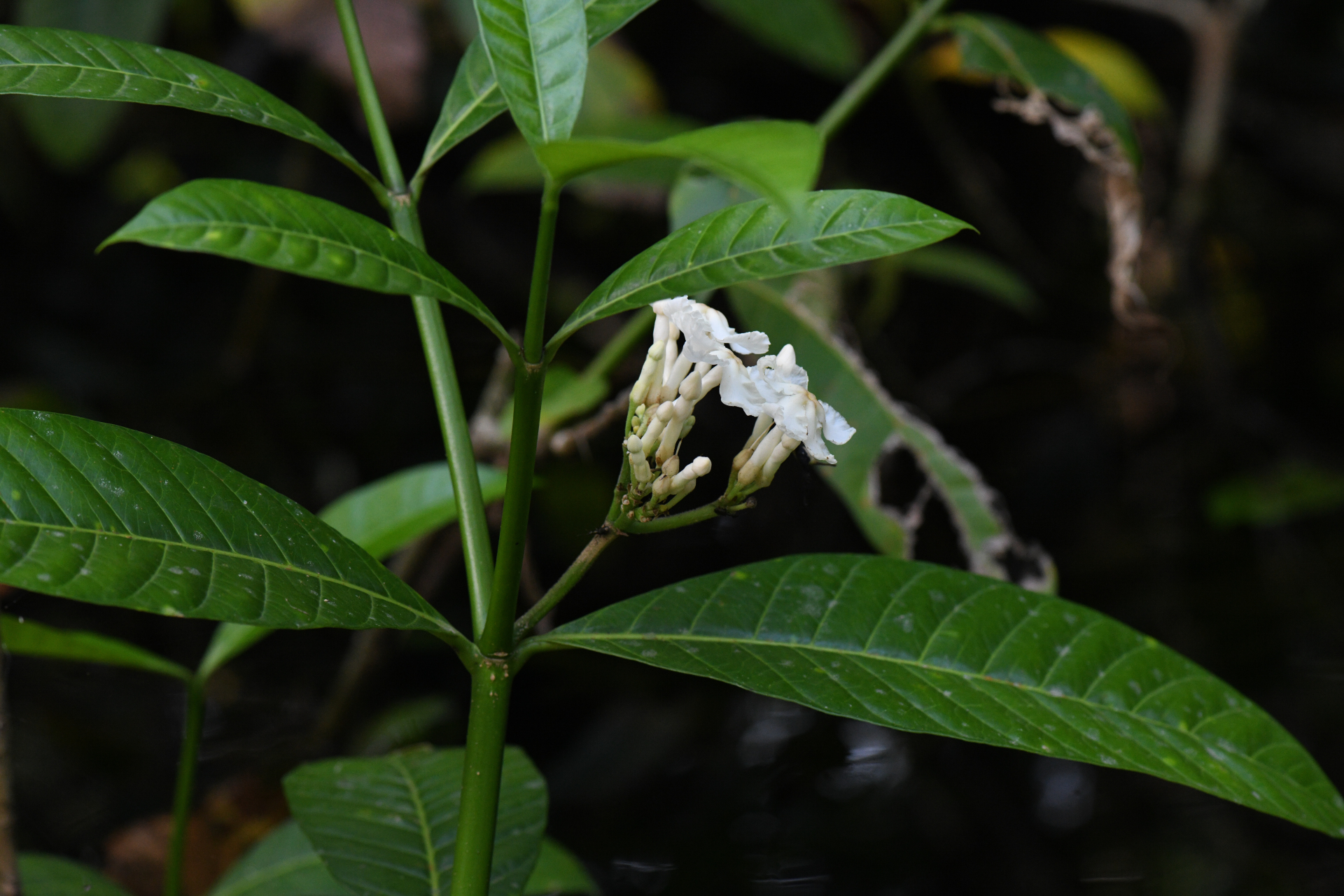 Tabernaemontana siphilitica (L.fil.) Leeuwenb. - Photo Bivouac Naturaliste