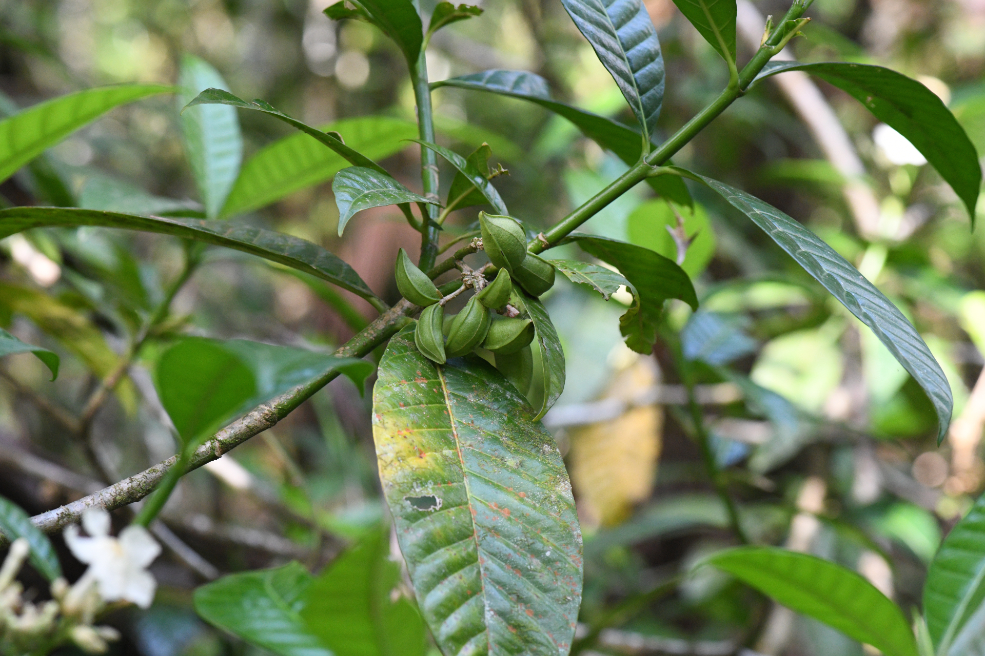Tabernaemontana siphilitica (L.fil.) Leeuwenb. - Photo Bivouac Naturaliste