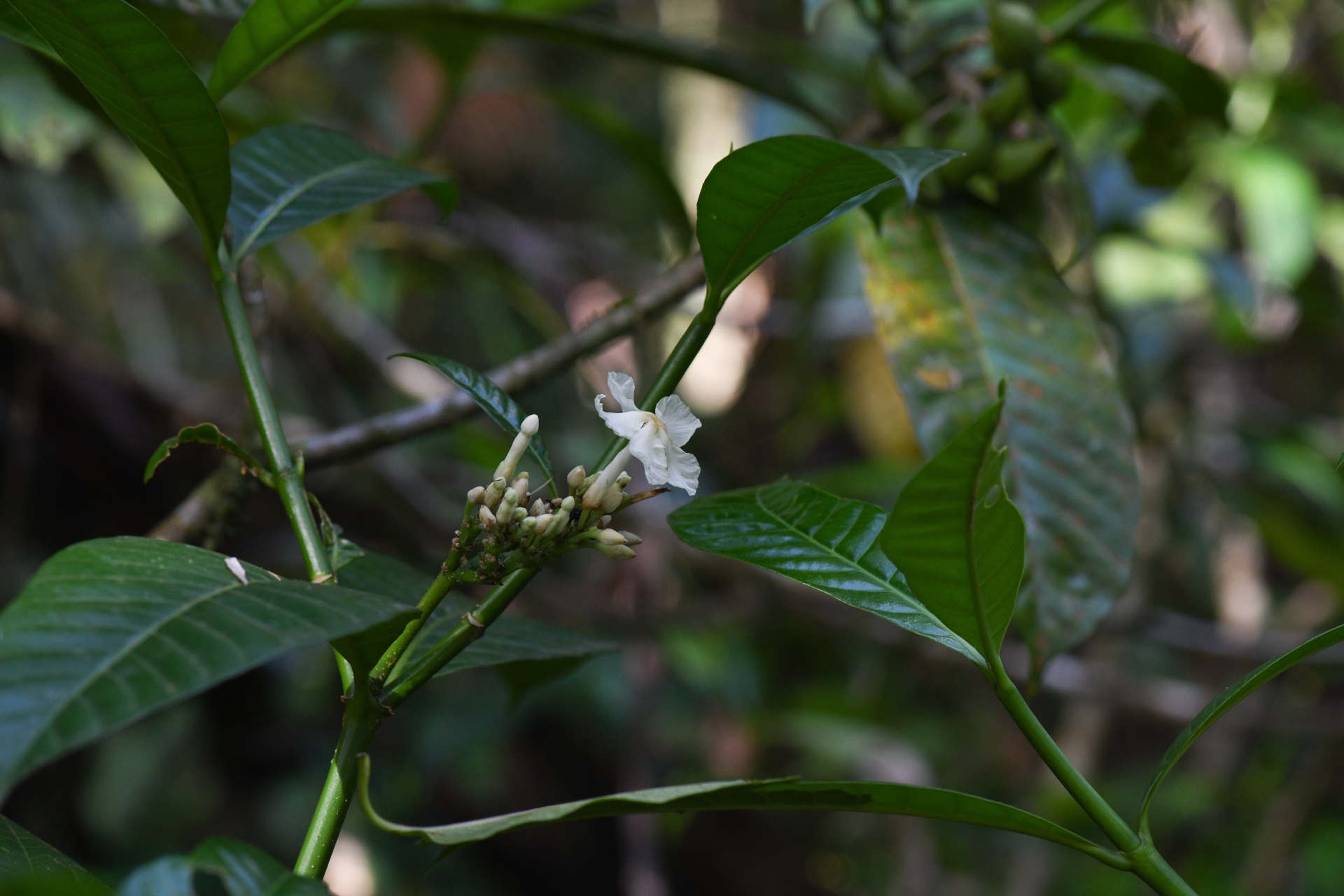 Tabernaemontana siphilitica (L.fil.) Leeuwenb. - Photo Bivouac Naturaliste