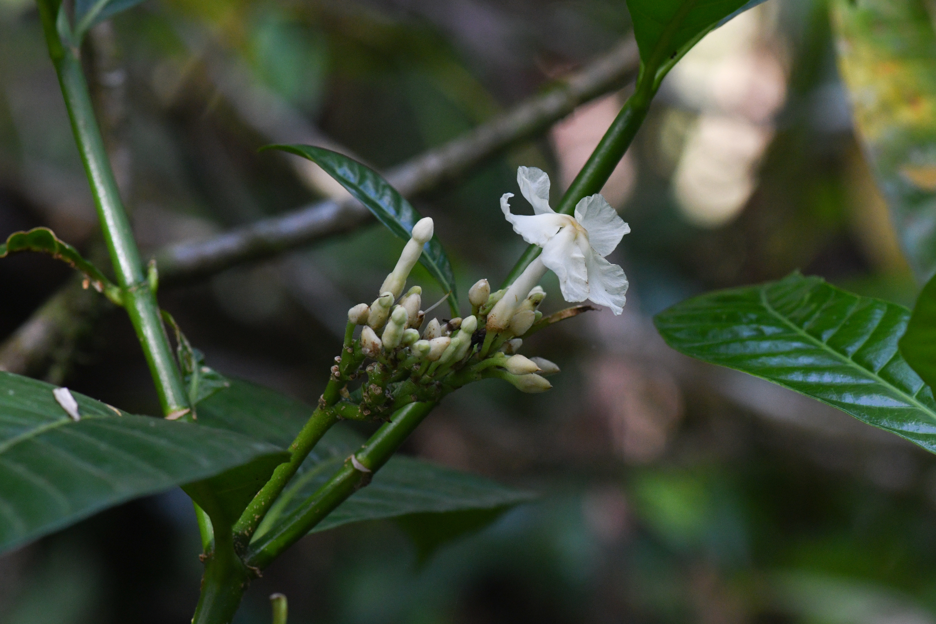 Tabernaemontana siphilitica (L.fil.) Leeuwenb. - Photo Bivouac Naturaliste