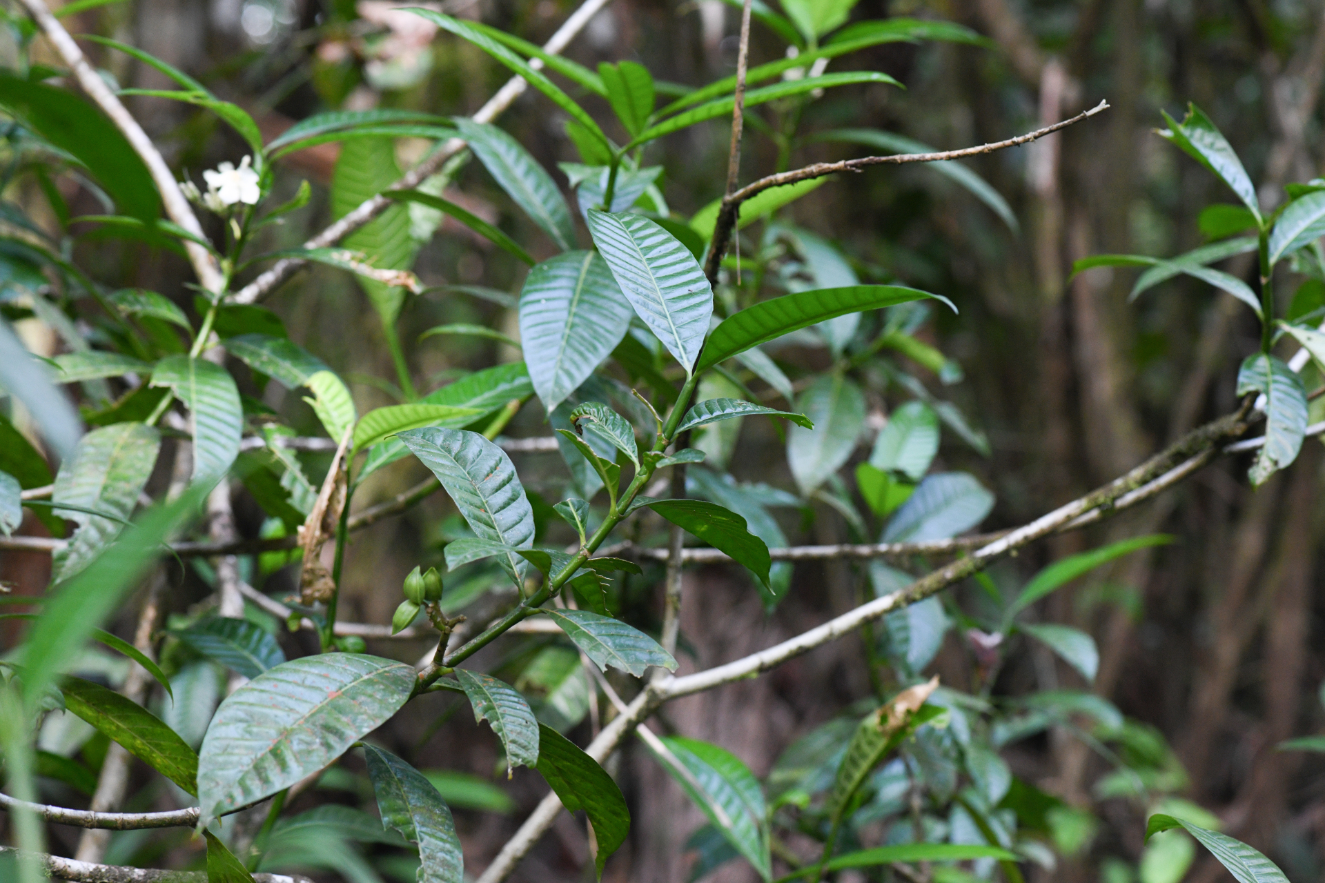 Tabernaemontana siphilitica (L.fil.) Leeuwenb. - Photo Bivouac Naturaliste