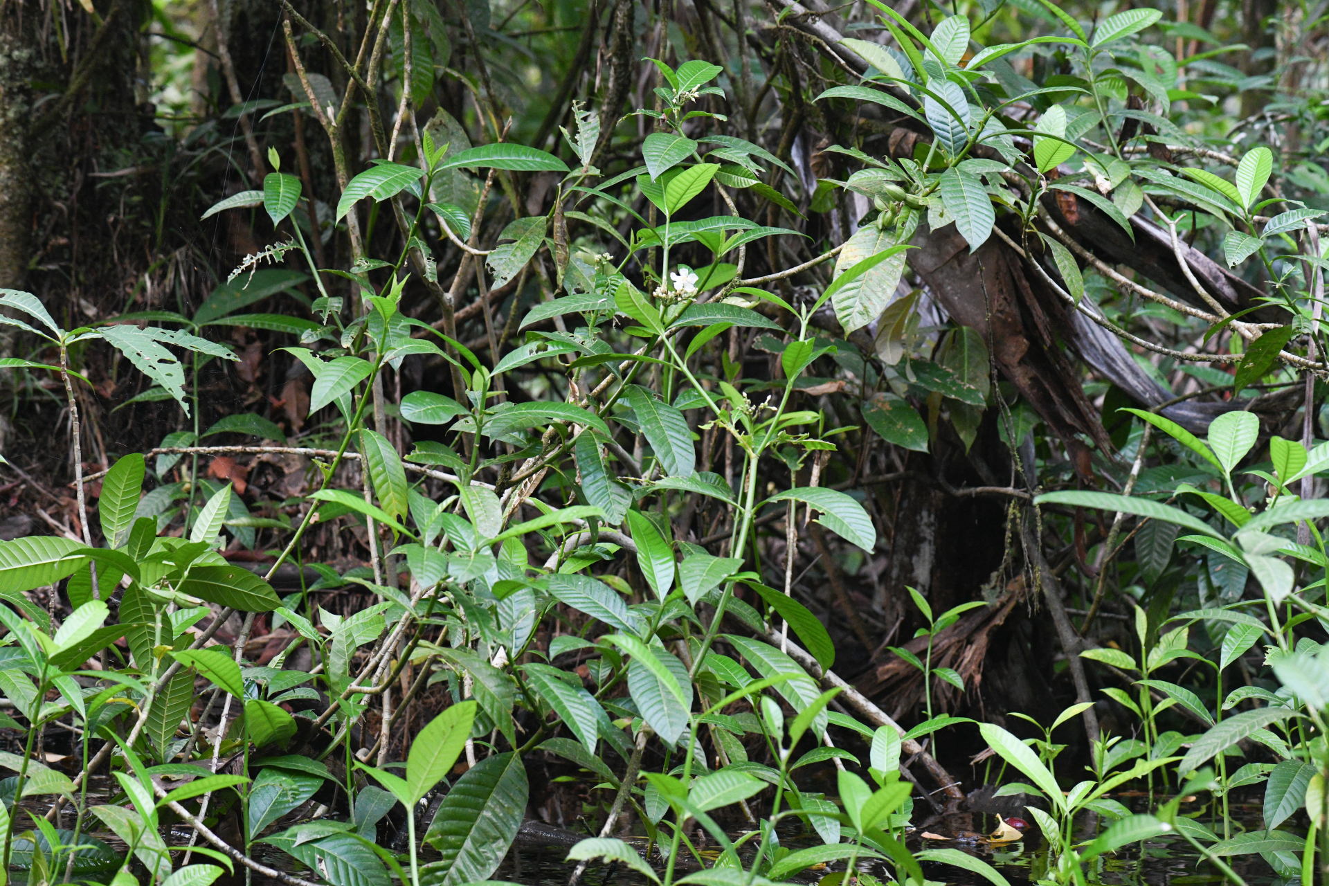 Tabernaemontana siphilitica (L.fil.) Leeuwenb. - Photo Bivouac Naturaliste
