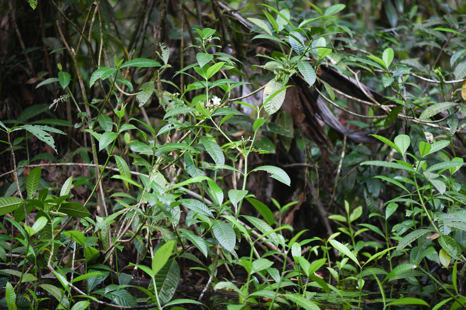 Tabernaemontana siphilitica (L.fil.) Leeuwenb. - Photo Bivouac Naturaliste