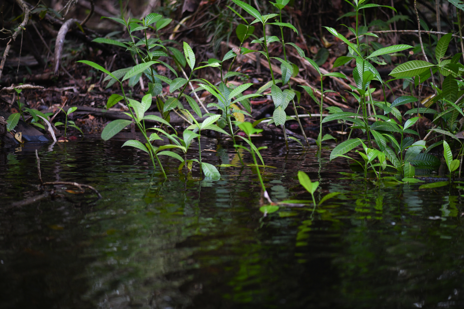 Tabernaemontana siphilitica (L.fil.) Leeuwenb. - Photo Bivouac Naturaliste