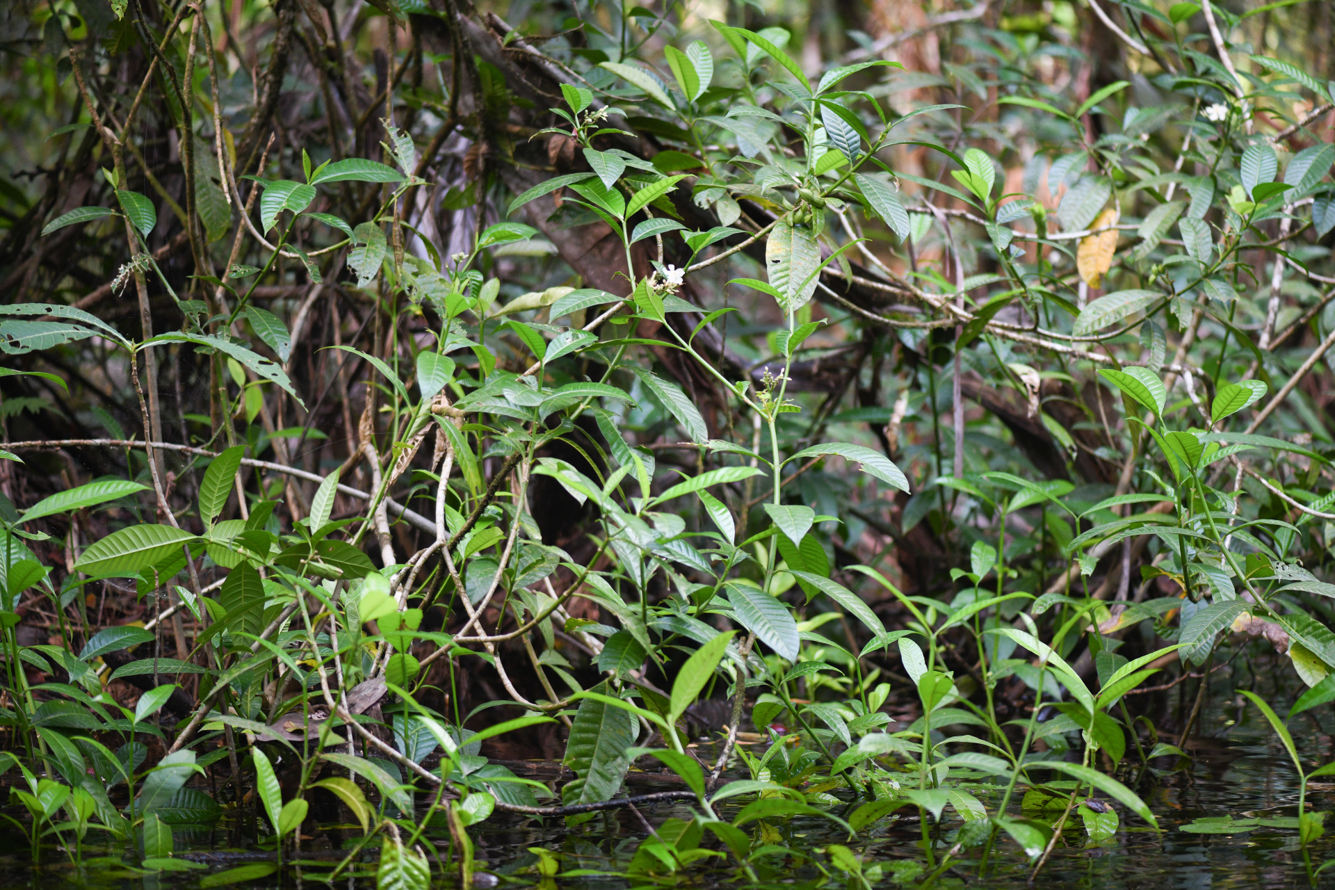 Tabernaemontana siphilitica (L.fil.) Leeuwenb. - Photo Bivouac Naturaliste