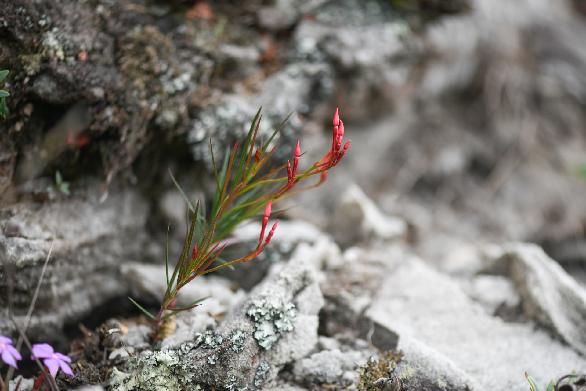 Mandevilla tenuifolia (J.C.Mikan) Woodson - Photo Bivouac Naturaliste