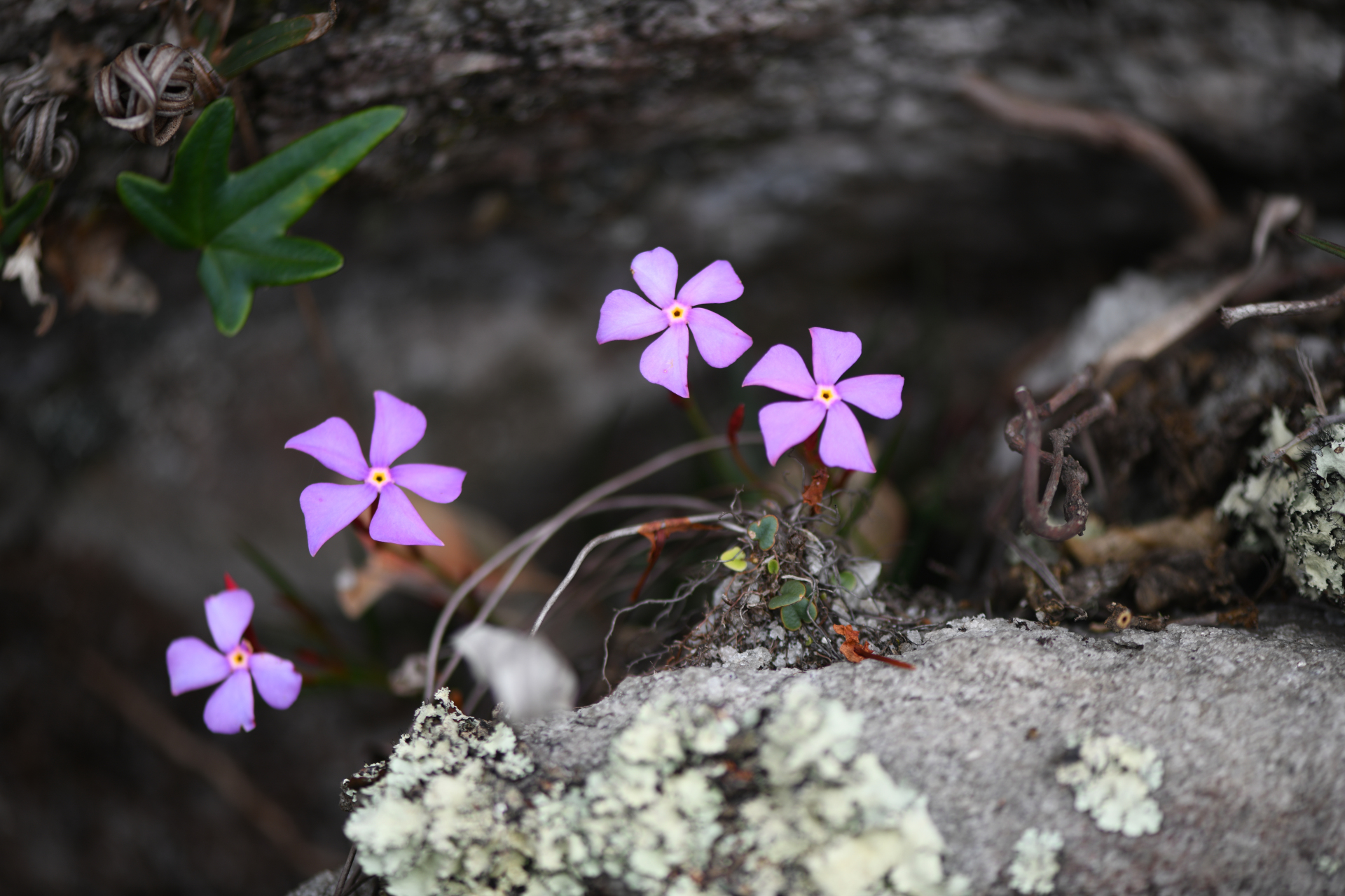 Mandevilla tenuifolia (J.C.Mikan) Woodson - Photo Bivouac Naturaliste