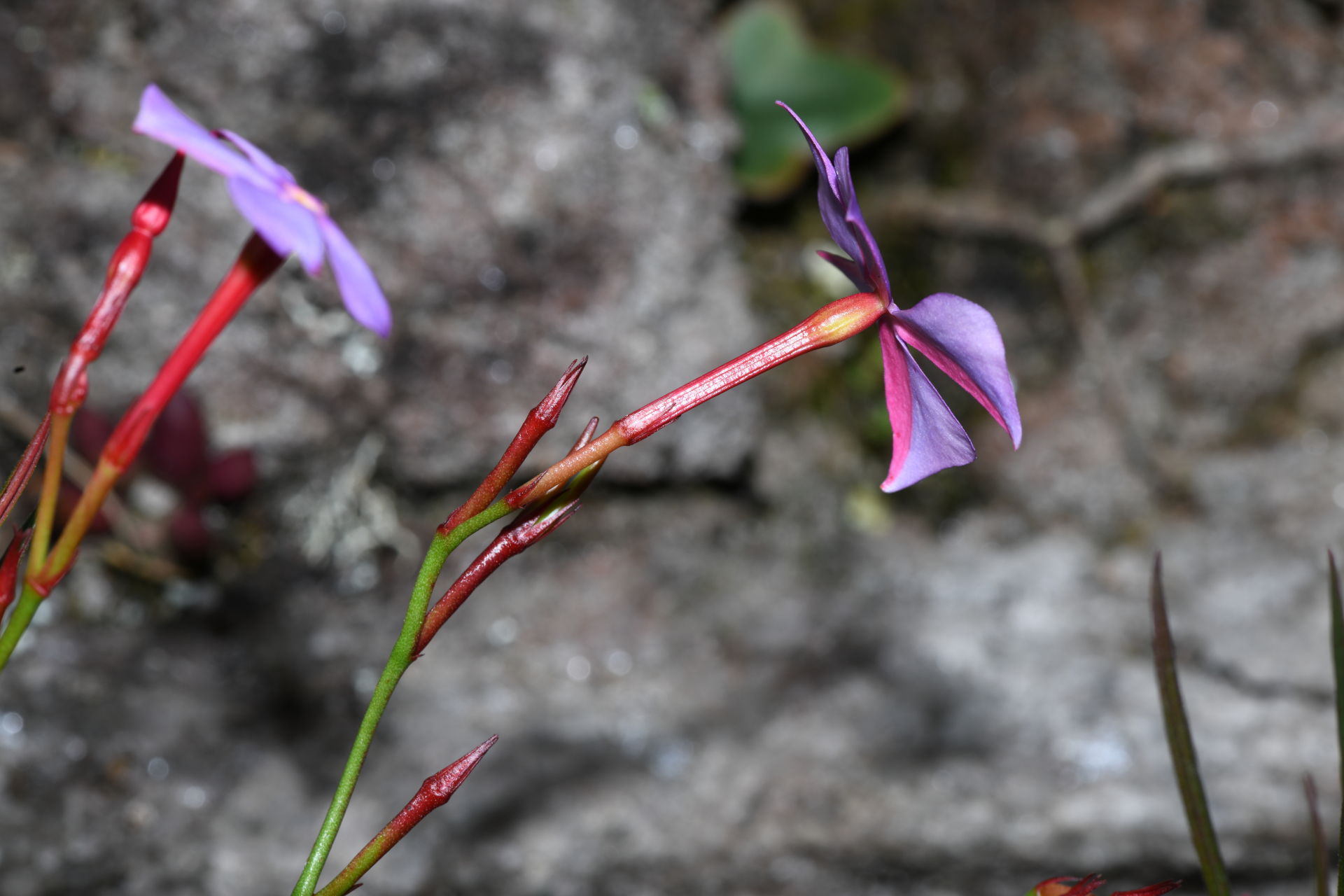 Mandevilla tenuifolia (J.C.Mikan) Woodson - Photo Bivouac Naturaliste