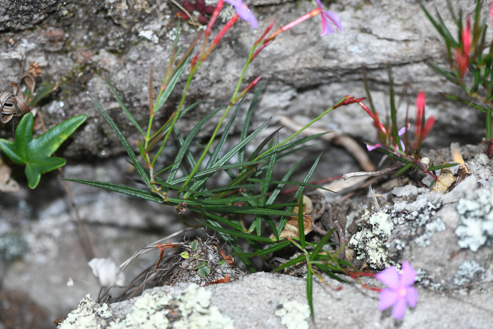 Mandevilla tenuifolia (J.C.Mikan) Woodson - Photo Bivouac Naturaliste