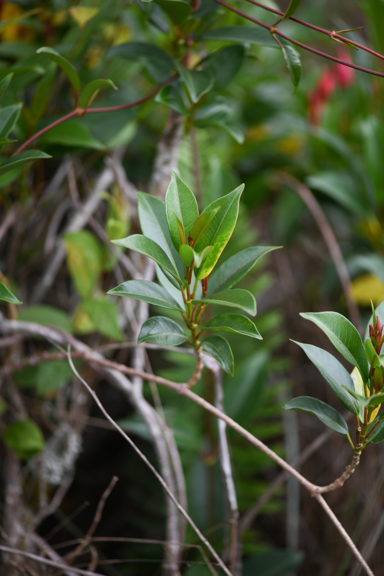 Mandevilla sellowii (Müll.Arg.) Woodson - Photo Bivouac Naturaliste