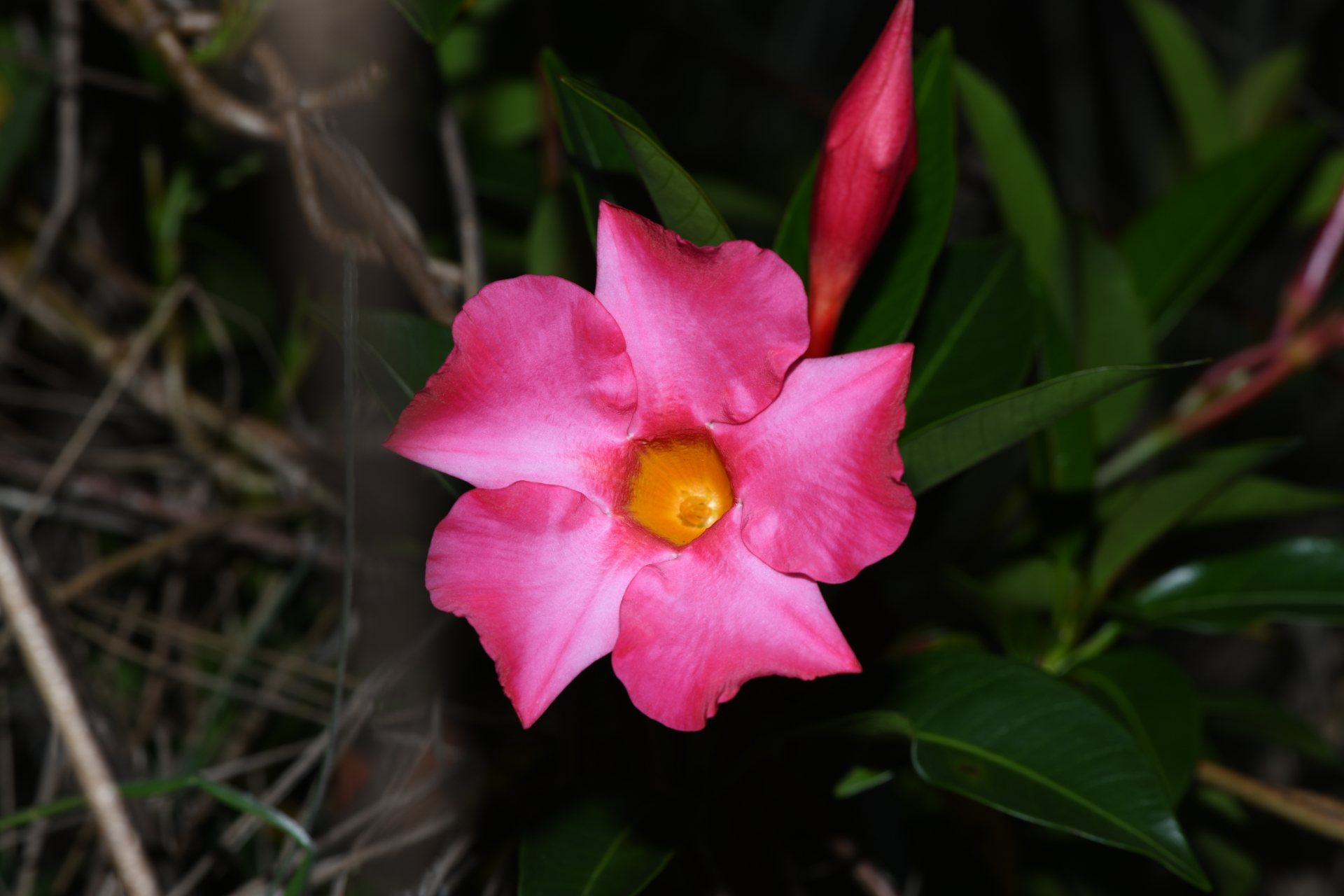 Mandevilla sellowii (Müll.Arg.) Woodson - Photo Bivouac Naturaliste