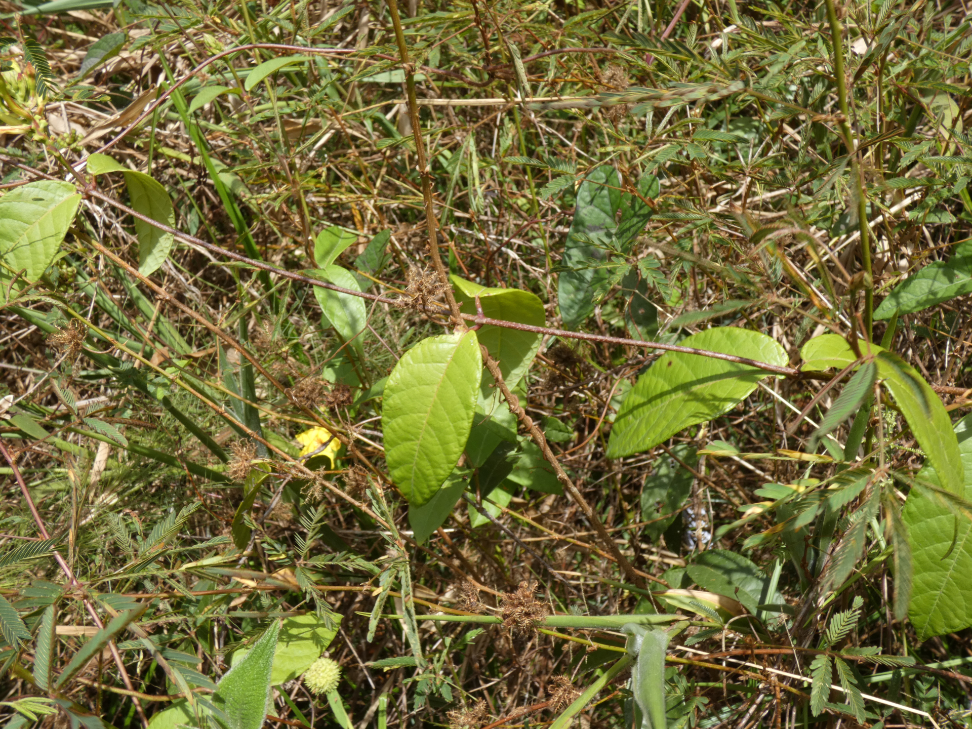 Mandevilla rugellosa (Rich.) L.Allorge - Photo Bivouac Naturaliste