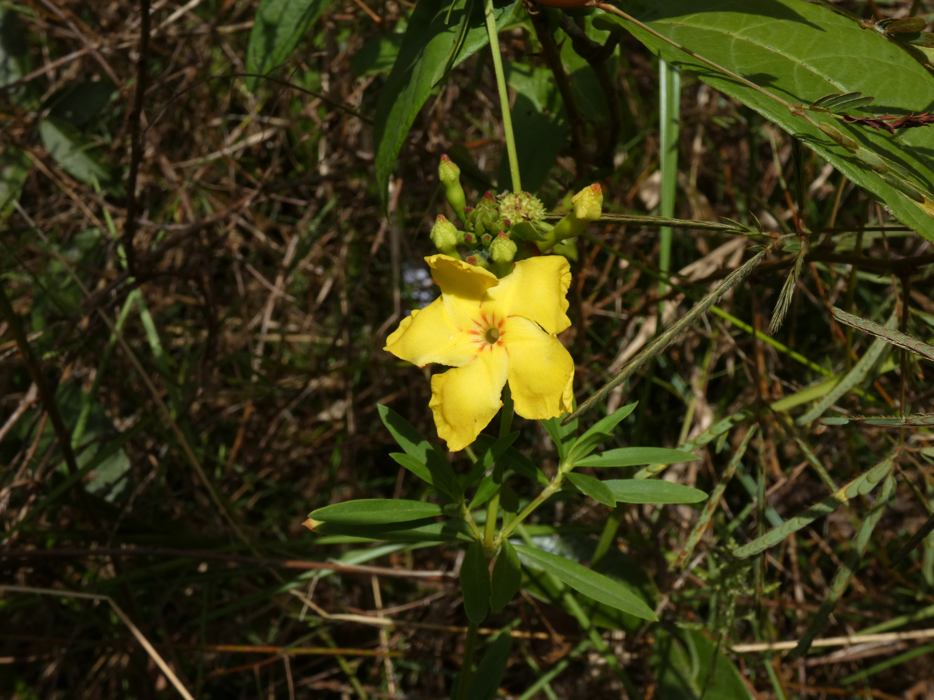 Mandevilla rugellosa (Rich.) L.Allorge - Photo Bivouac Naturaliste