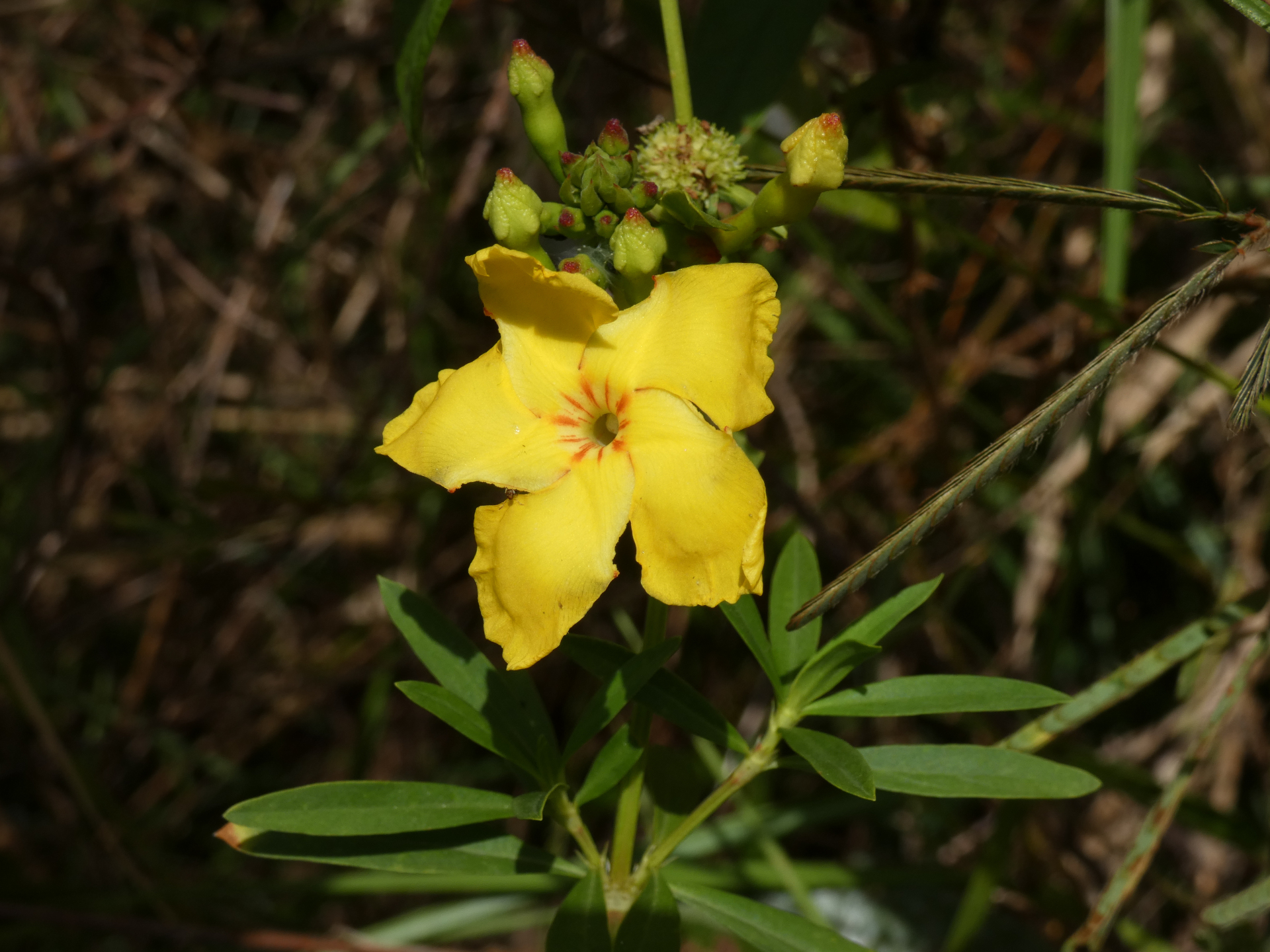Mandevilla rugellosa (Rich.) L.Allorge - Photo Bivouac Naturaliste