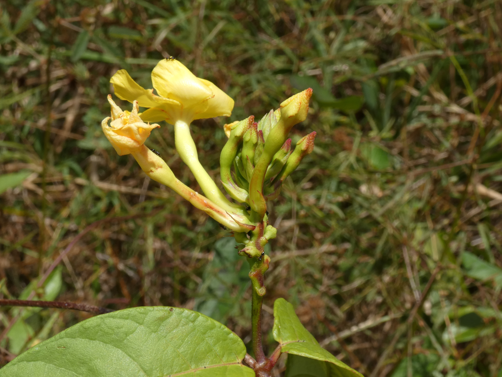 Mandevilla rugellosa (Rich.) L.Allorge - Photo Bivouac Naturaliste