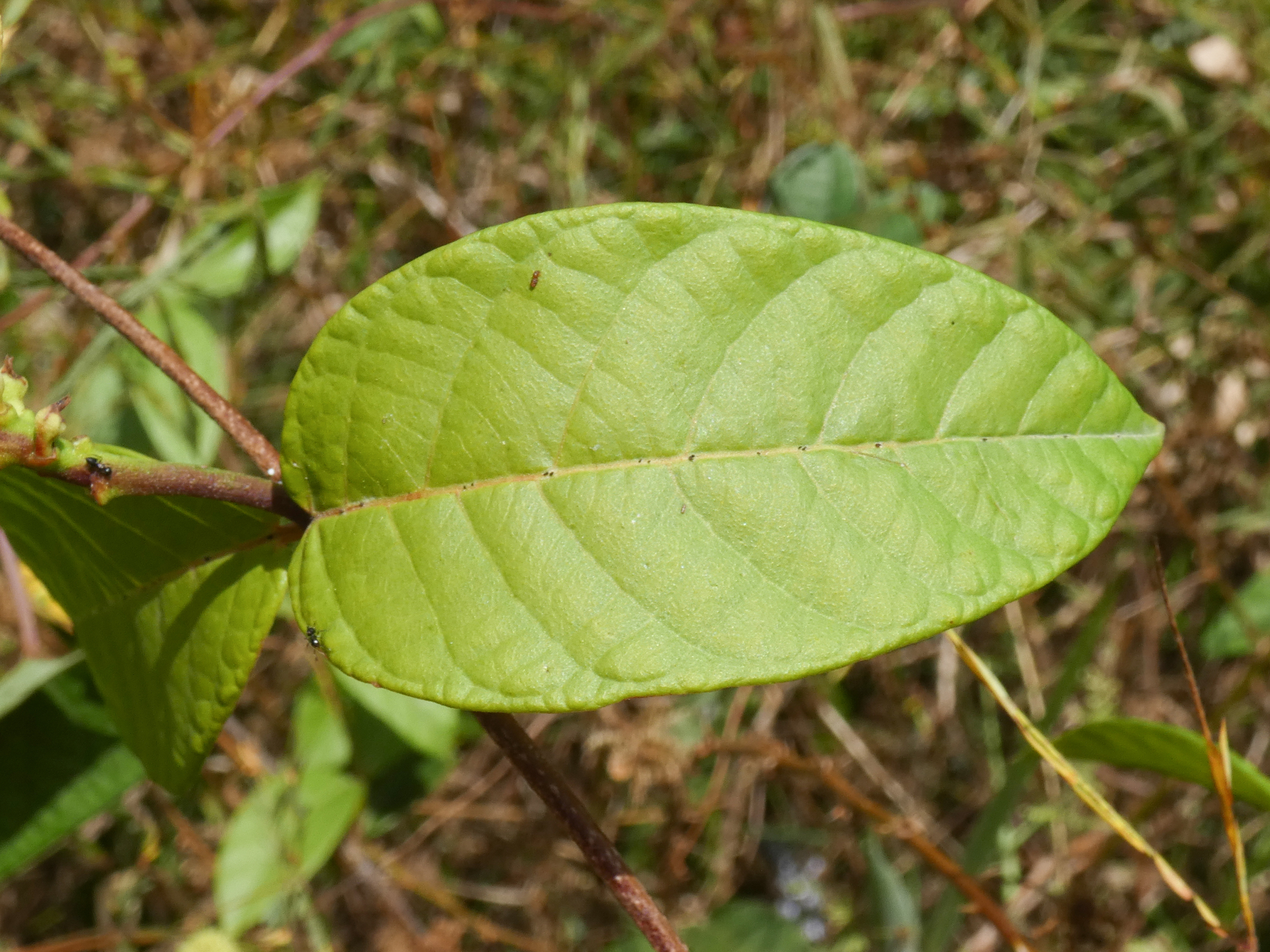 Mandevilla rugellosa (Rich.) L.Allorge - Photo Bivouac Naturaliste
