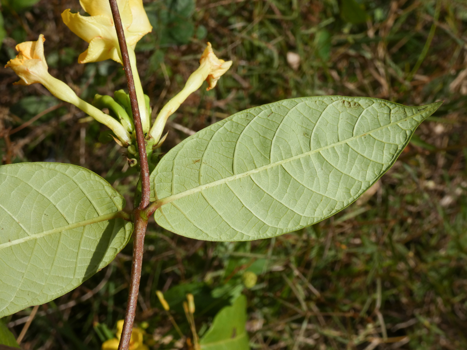 Mandevilla rugellosa (Rich.) L.Allorge - Photo Bivouac Naturaliste