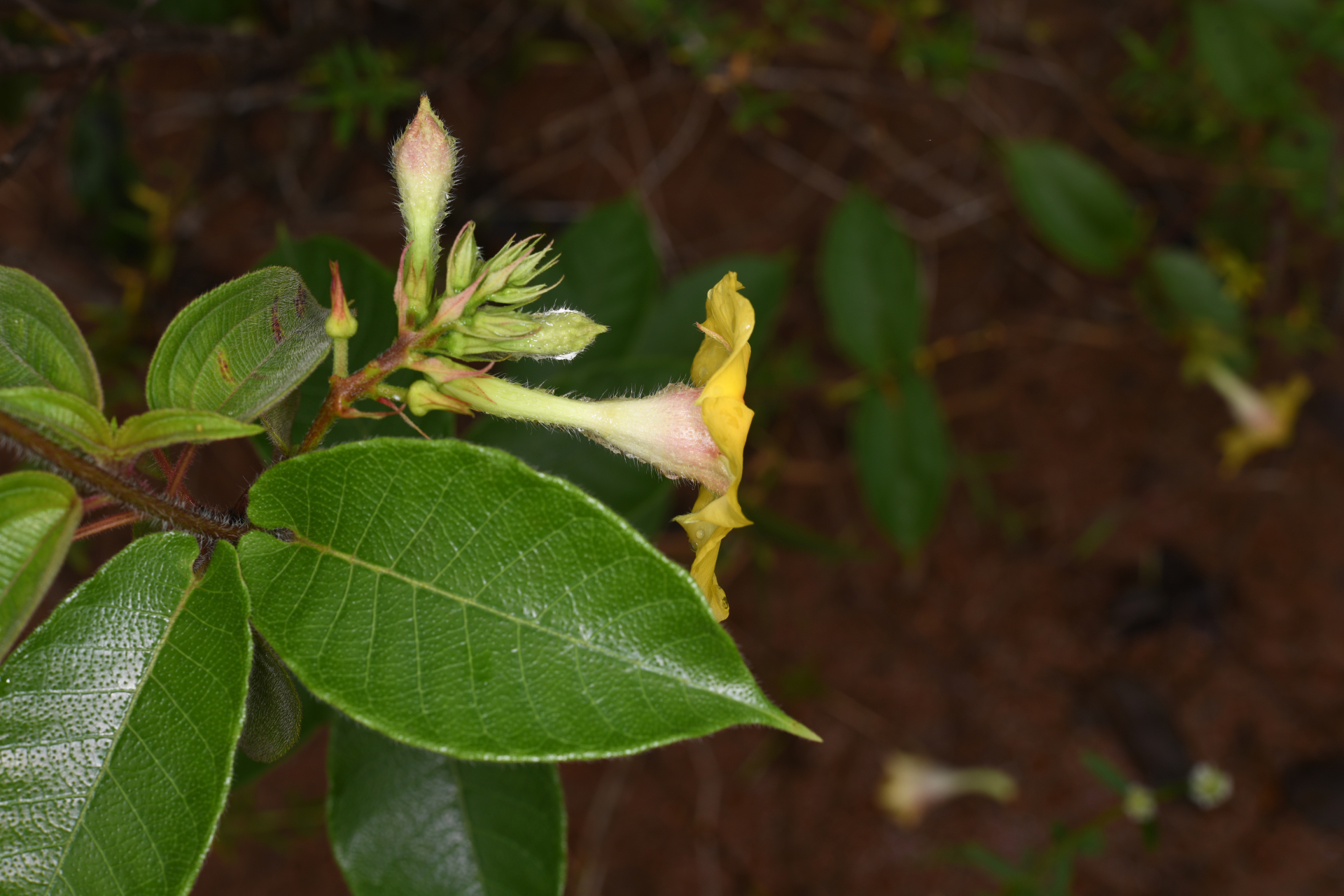 Mandevilla hirsuta (Rich.) K.Schum. - Photo Bivouac Naturaliste