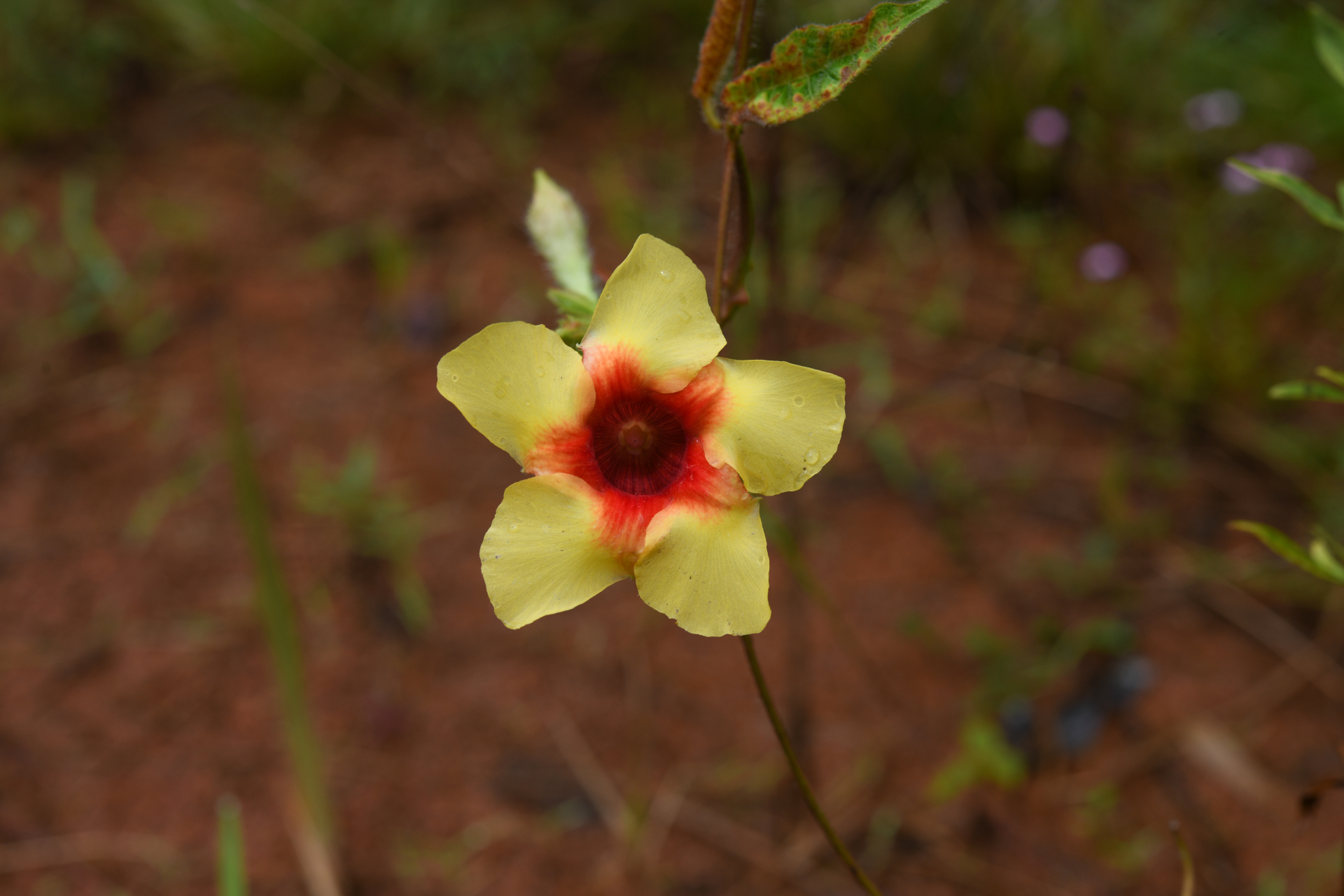 Mandevilla hirsuta (Rich.) K.Schum. - Photo Bivouac Naturaliste