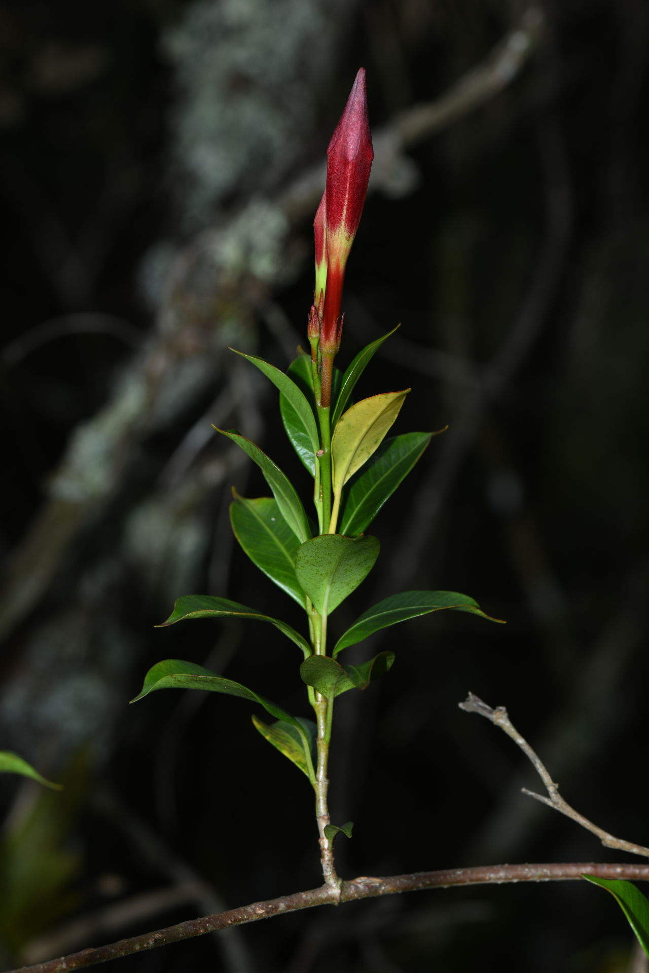 Mandevilla atroviolacea (Stadelm.) Woodson - Photo Bivouac Naturaliste