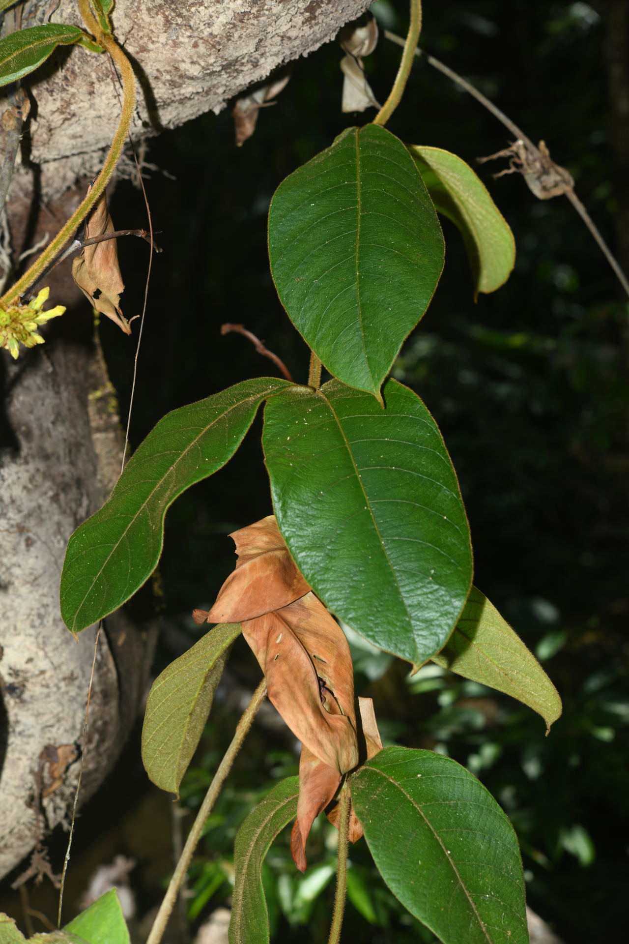 Prestonia ipomaeifolia A.DC. - Photo Bivouac Naturaliste