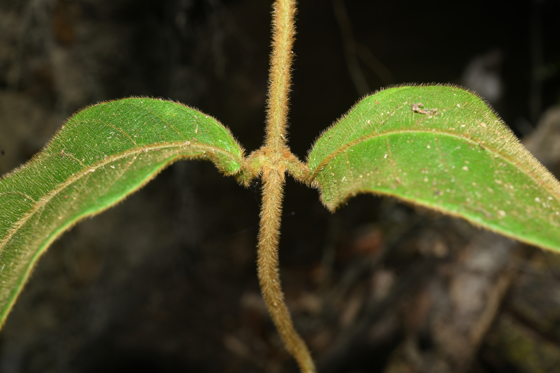 Prestonia ipomaeifolia A.DC. - Photo Bivouac Naturaliste