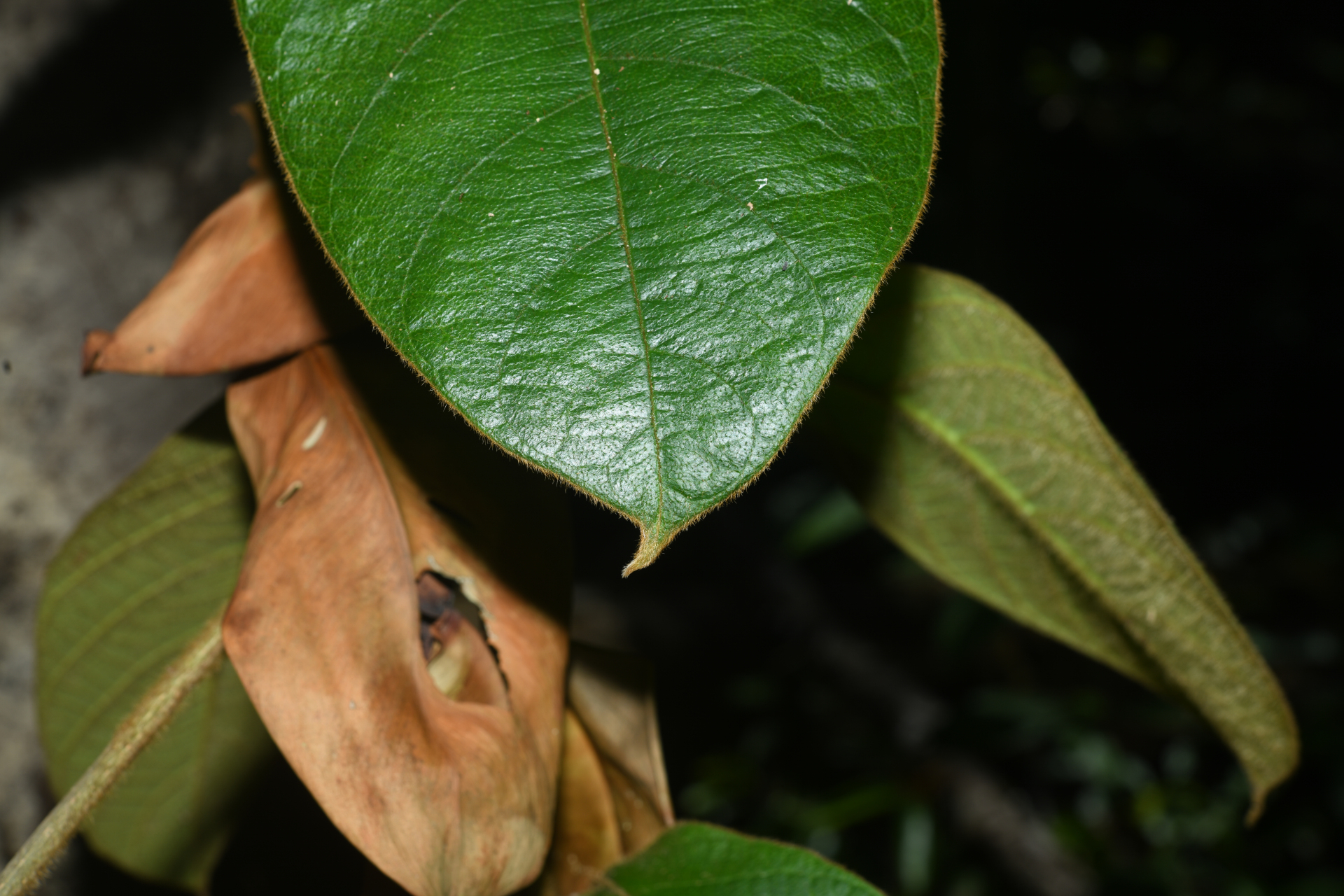 Prestonia ipomaeifolia A.DC. - Photo Bivouac Naturaliste