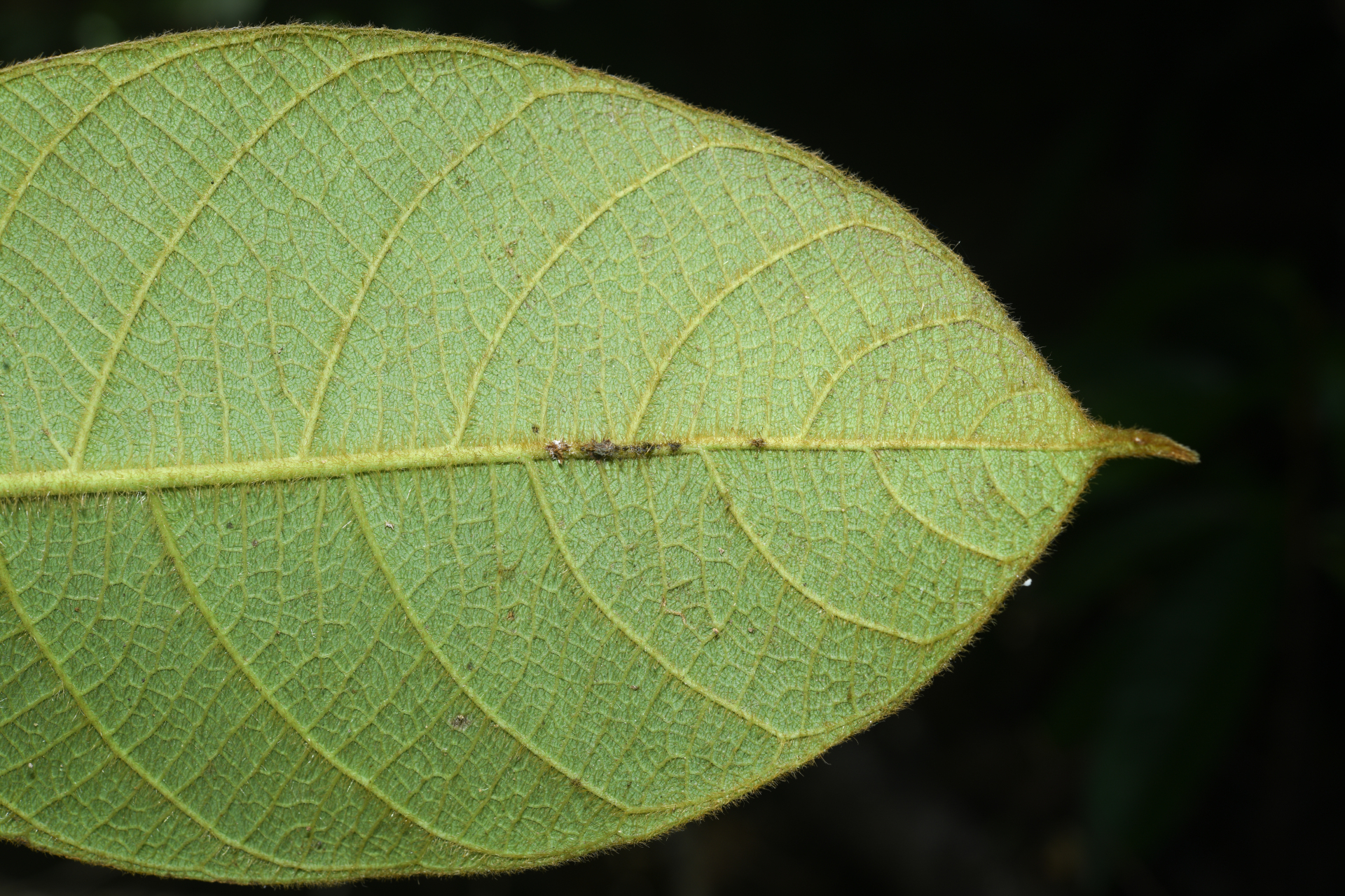 Prestonia ipomaeifolia A.DC. - Photo Bivouac Naturaliste