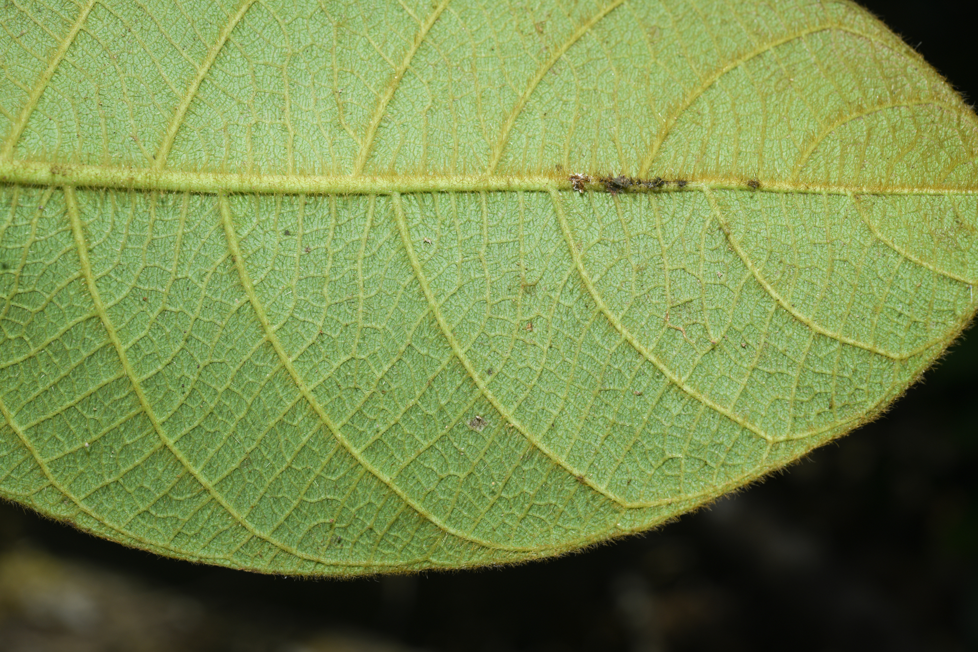 Prestonia ipomaeifolia A.DC. - Photo Bivouac Naturaliste