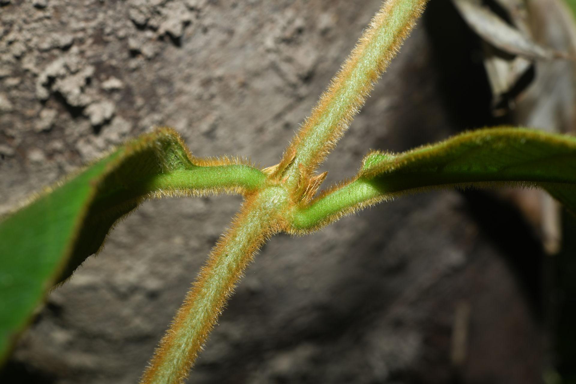 Prestonia ipomaeifolia A.DC. - Photo Bivouac Naturaliste