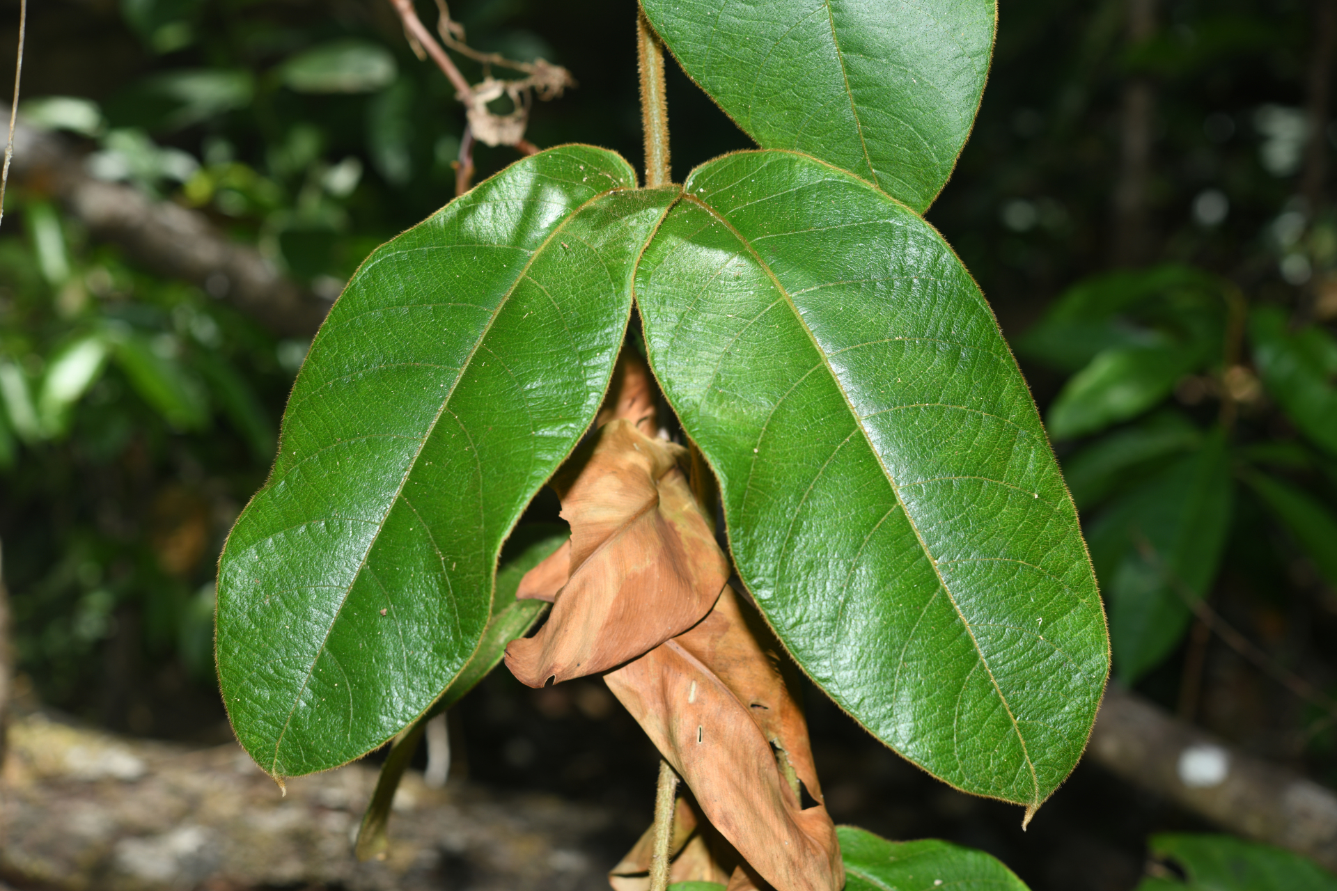 Prestonia ipomaeifolia A.DC. - Photo Bivouac Naturaliste