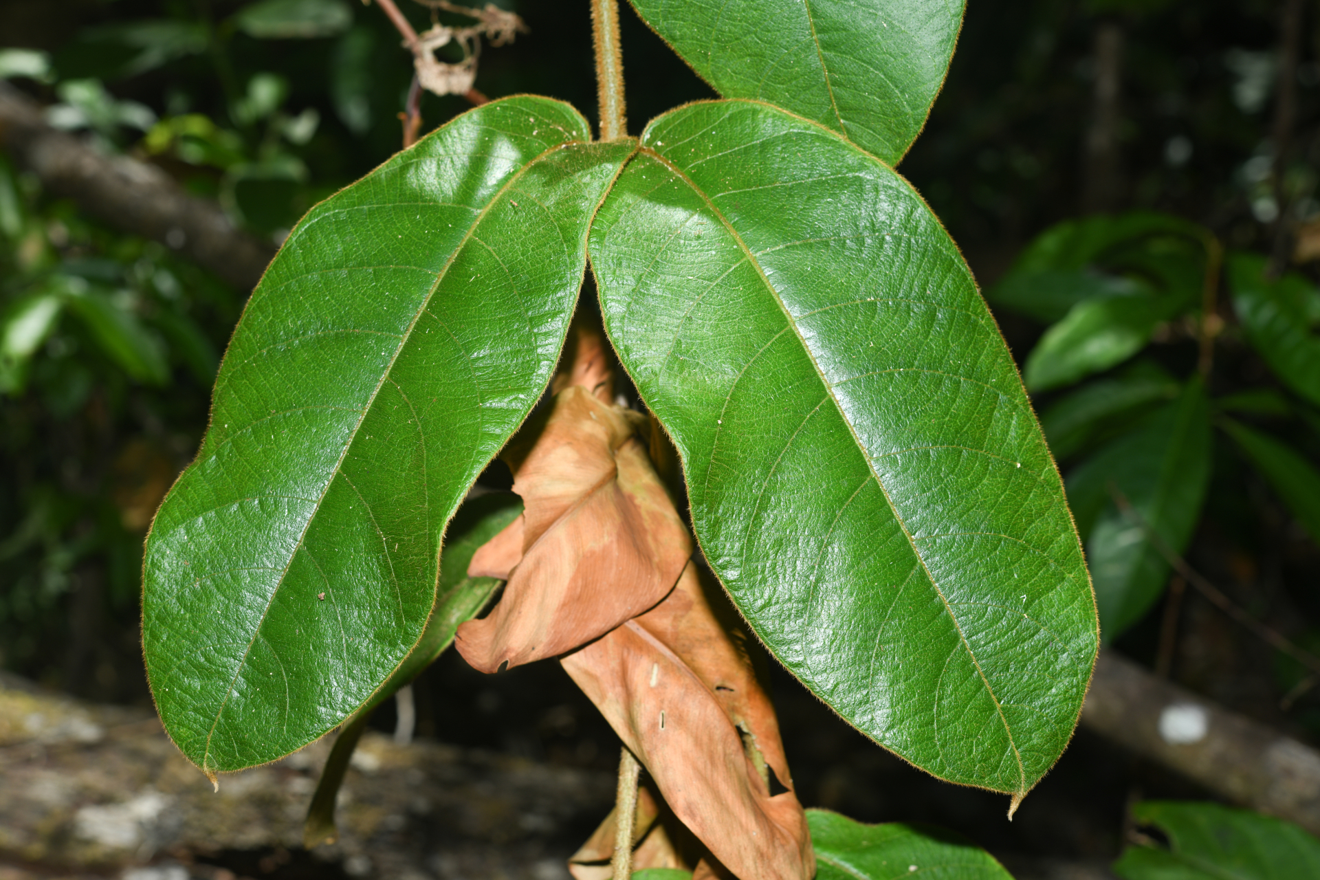 Prestonia ipomaeifolia A.DC. - Photo Bivouac Naturaliste