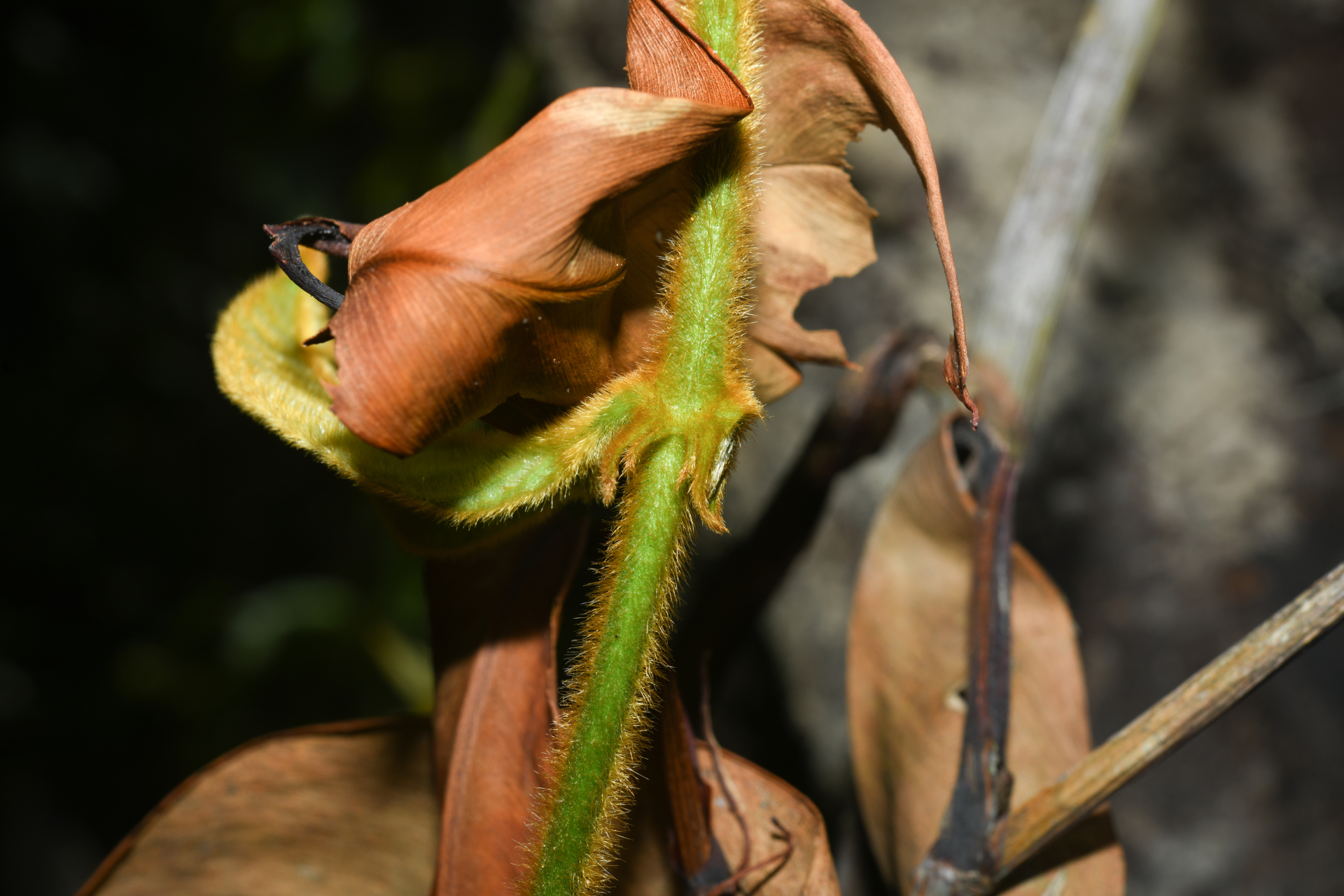 Prestonia ipomaeifolia A.DC. - Photo Bivouac Naturaliste
