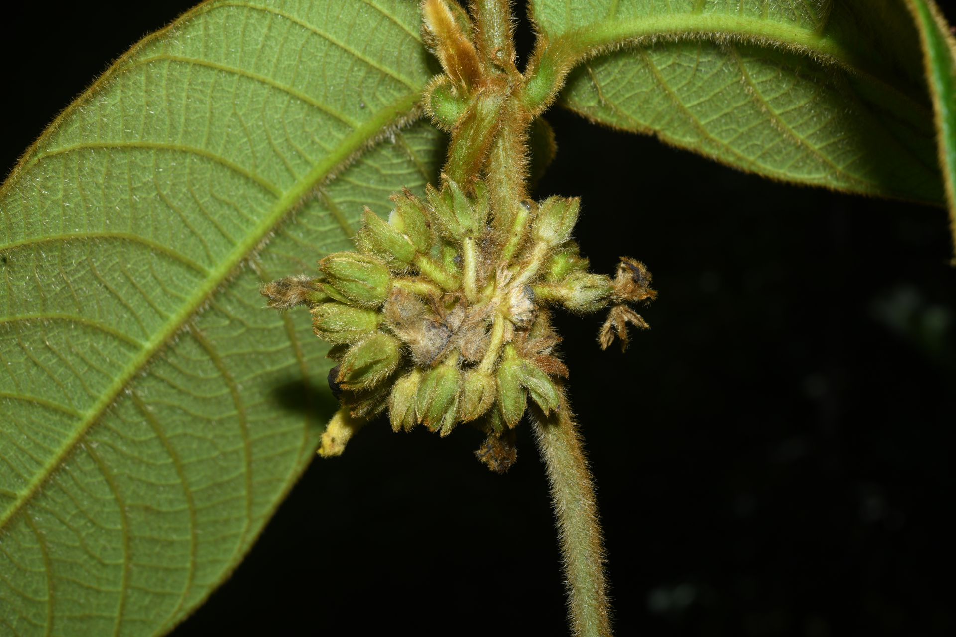 Prestonia ipomaeifolia A.DC. - Photo Bivouac Naturaliste