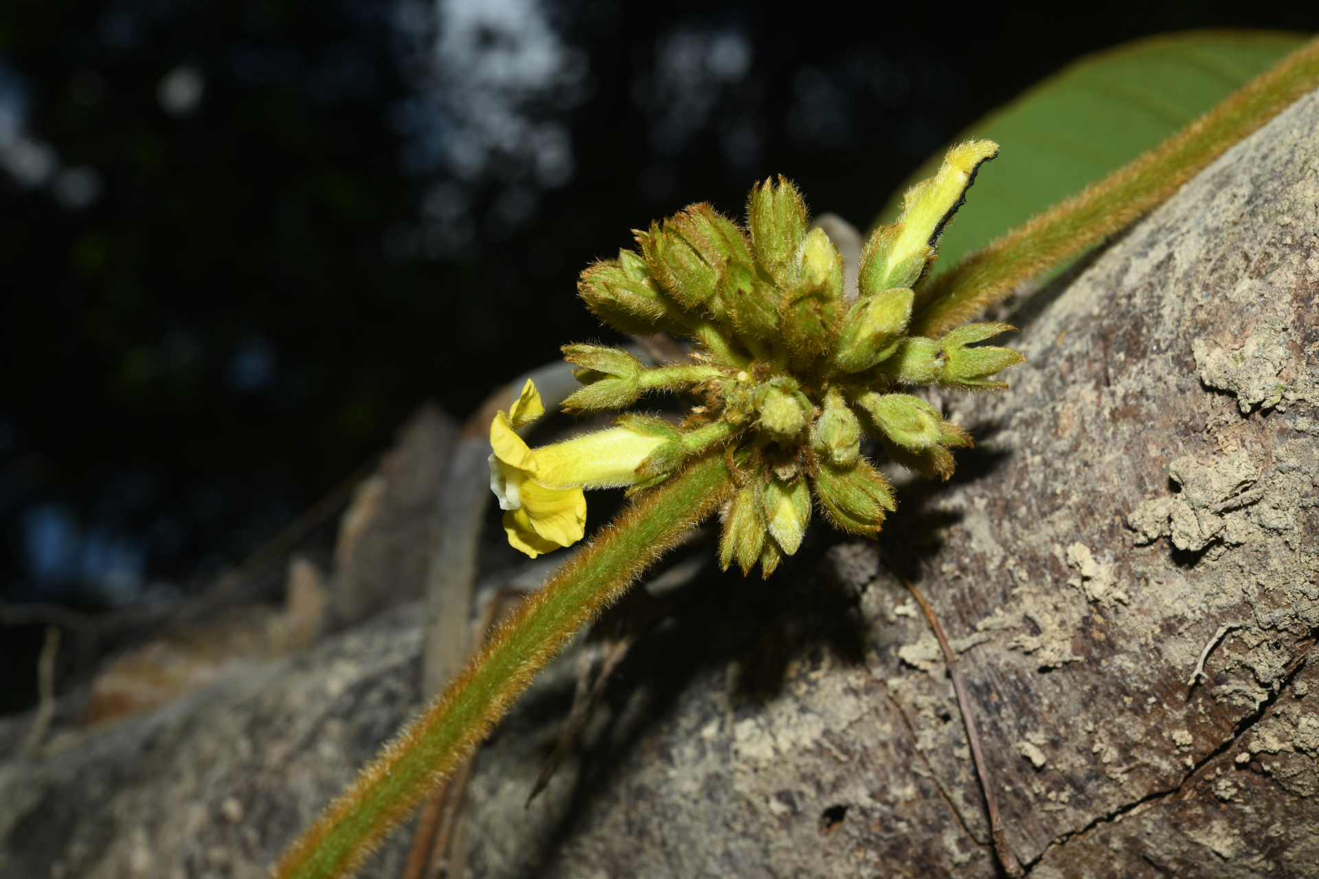 Prestonia ipomaeifolia A.DC. - Photo Bivouac Naturaliste