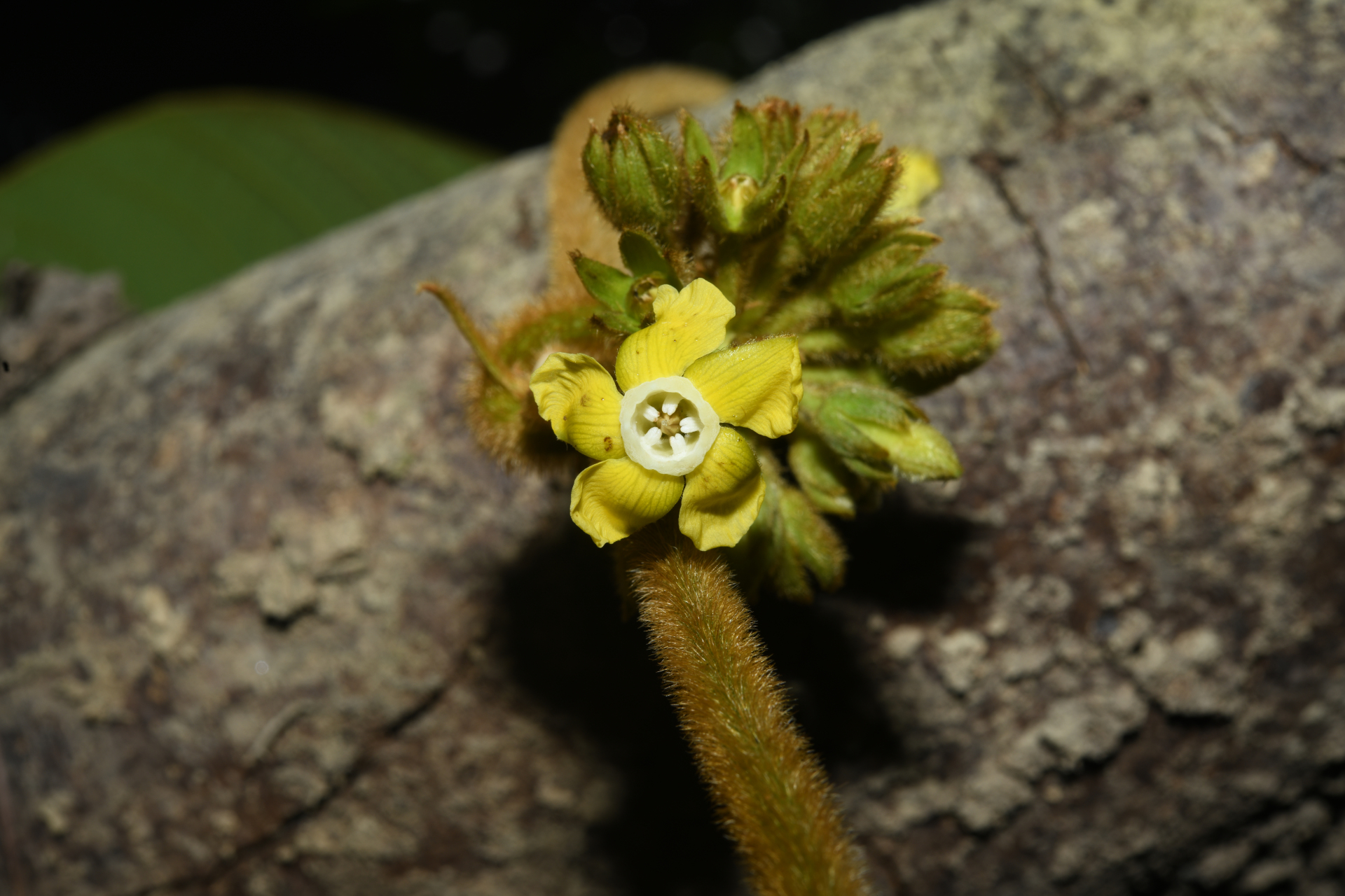 Prestonia ipomaeifolia A.DC. - Photo Bivouac Naturaliste