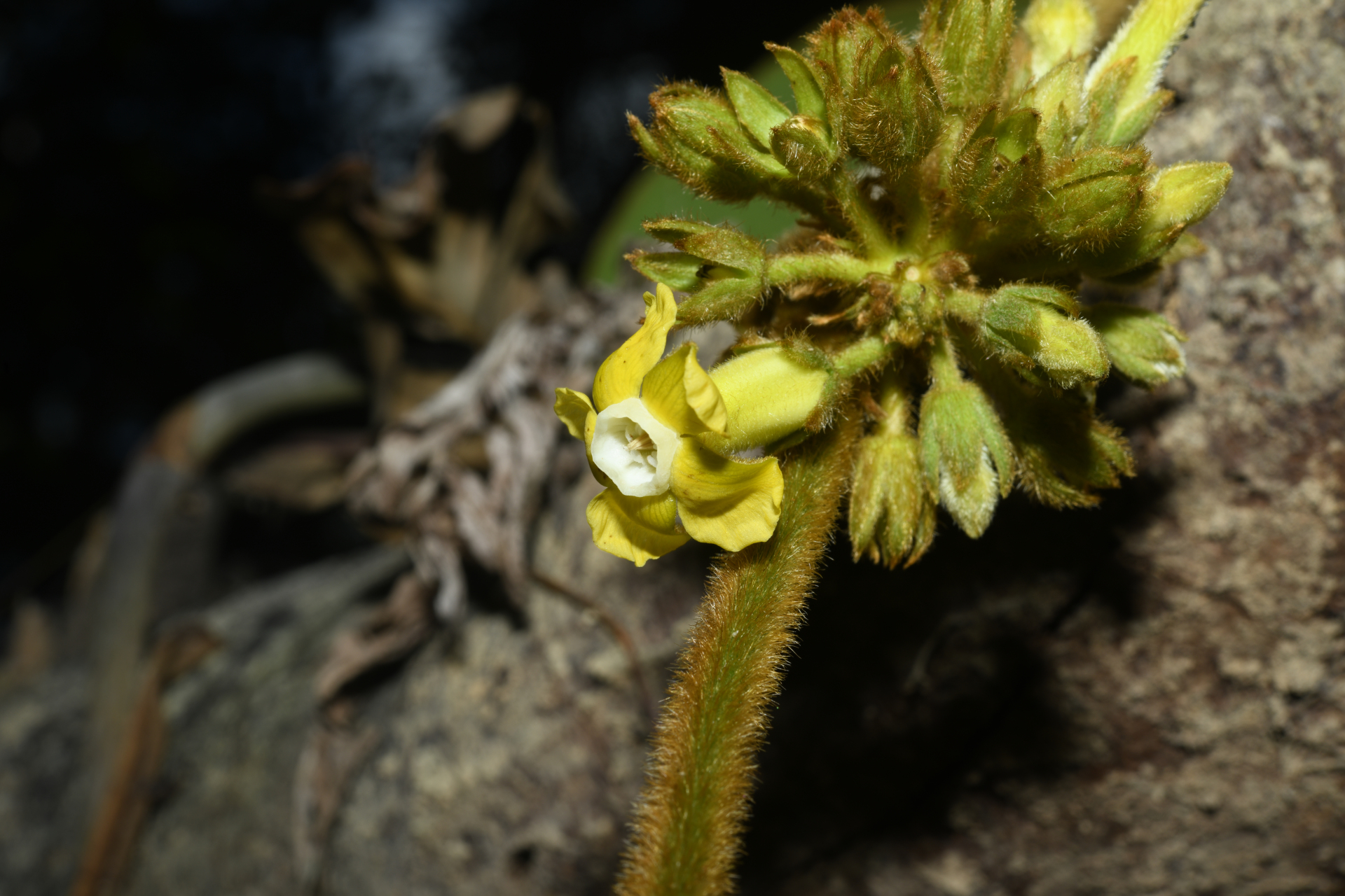 Prestonia ipomaeifolia A.DC. - Photo Bivouac Naturaliste