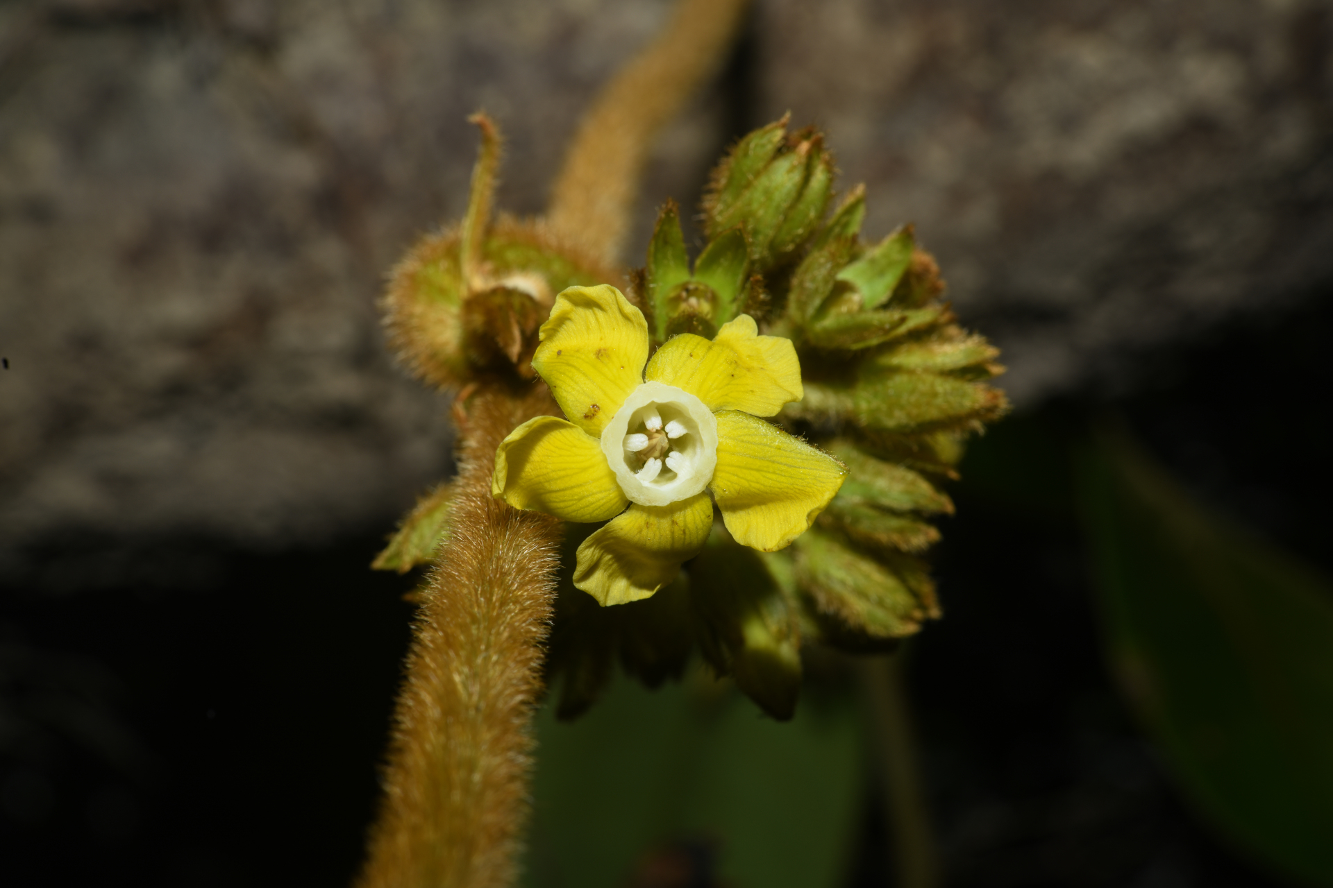 Prestonia ipomaeifolia A.DC. - Photo Bivouac Naturaliste