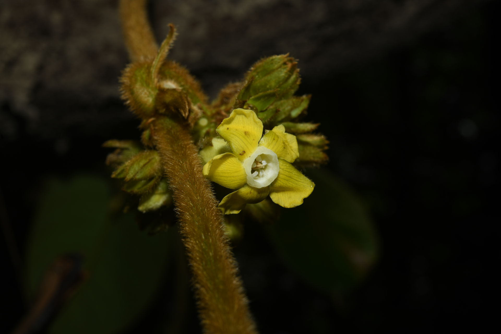 Prestonia ipomaeifolia A.DC. - Photo Bivouac Naturaliste