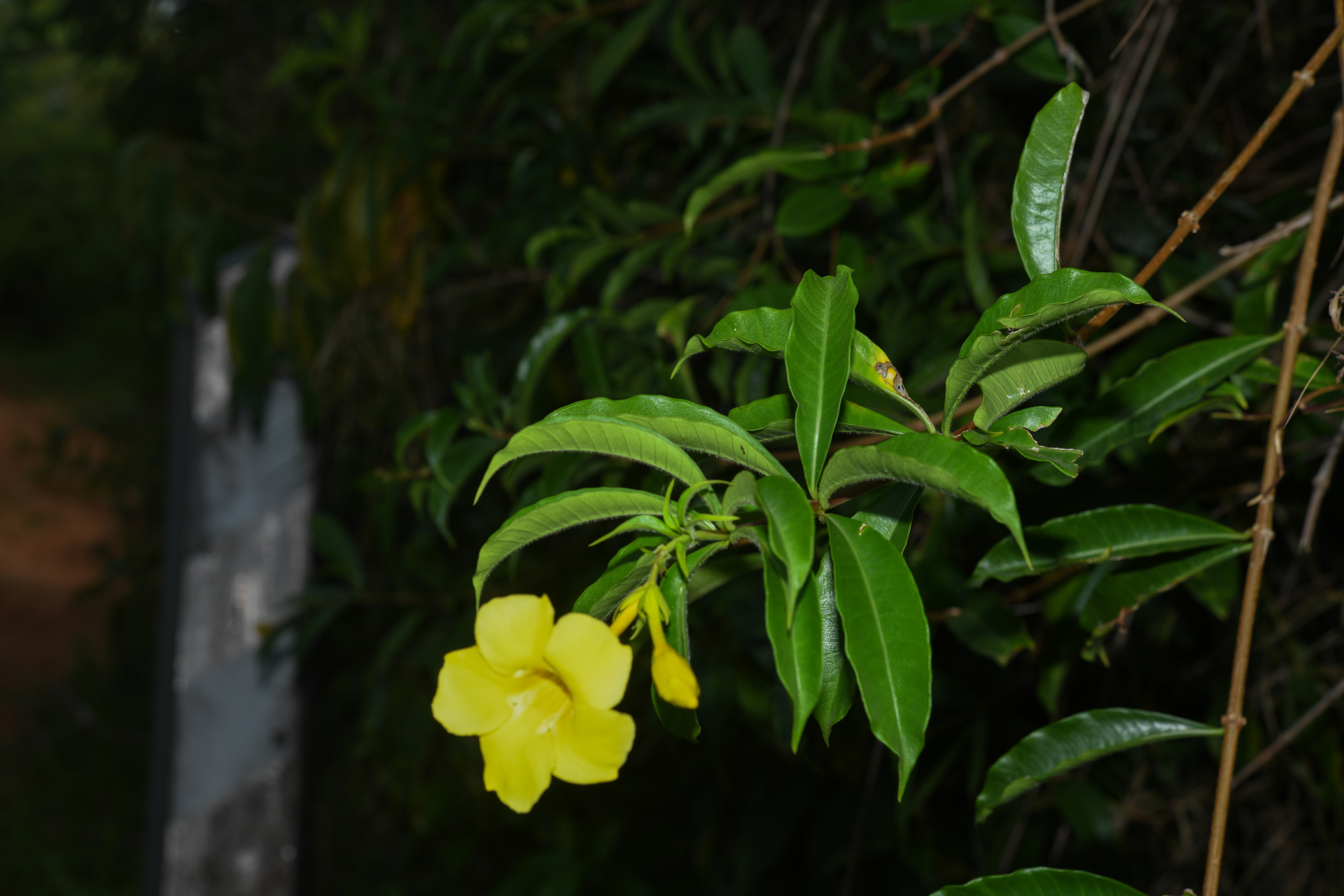 Allamanda cathartica L. - Photo Bivouac Naturaliste