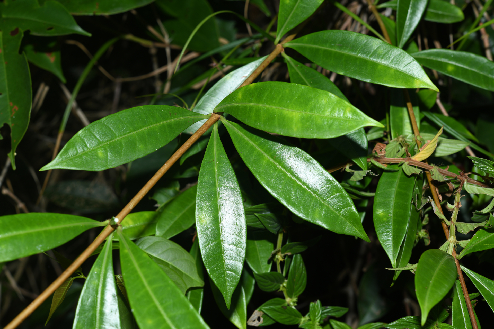 Allamanda cathartica L. - Photo Bivouac Naturaliste