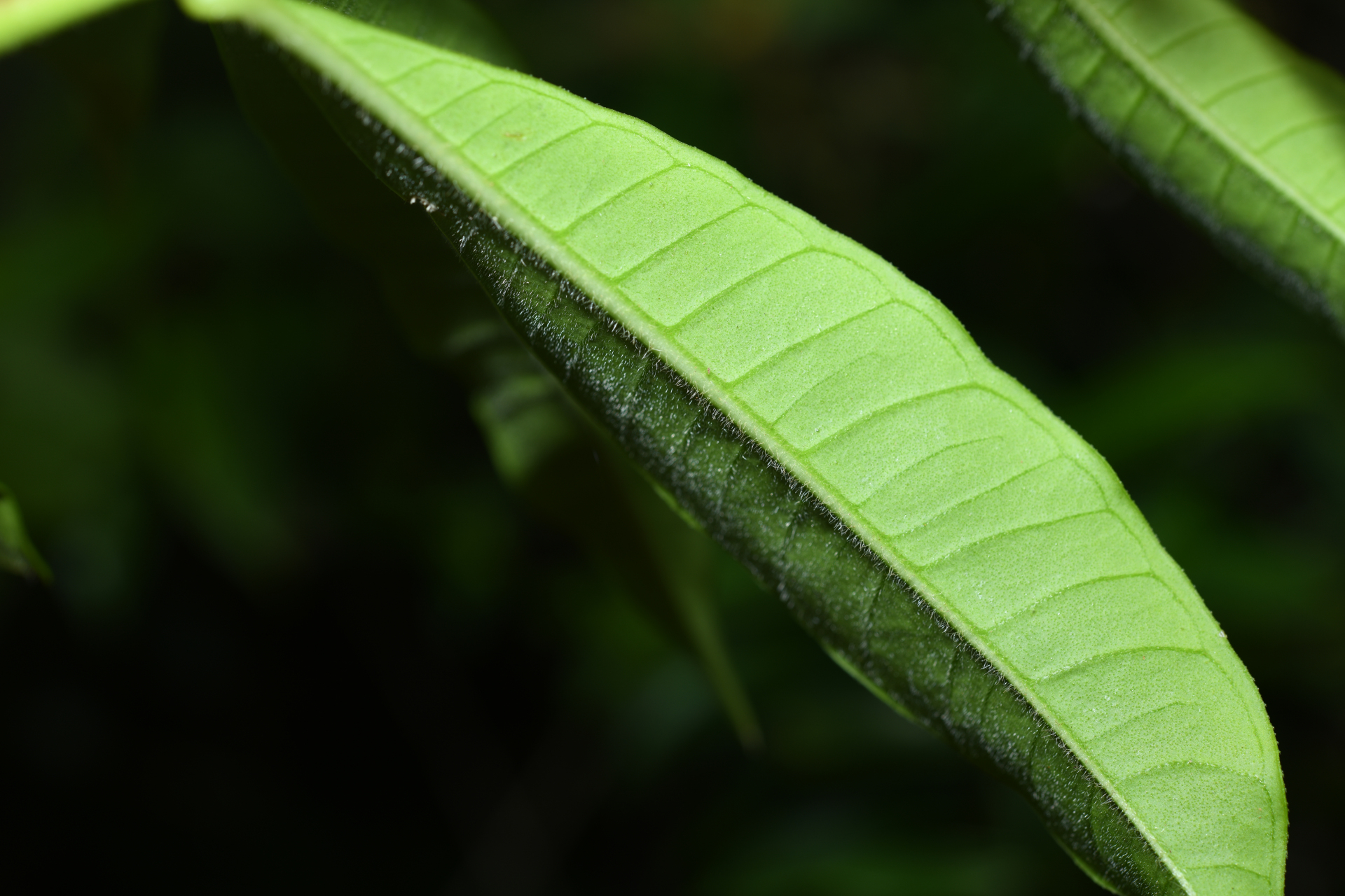 Allamanda cathartica L. - Photo Bivouac Naturaliste