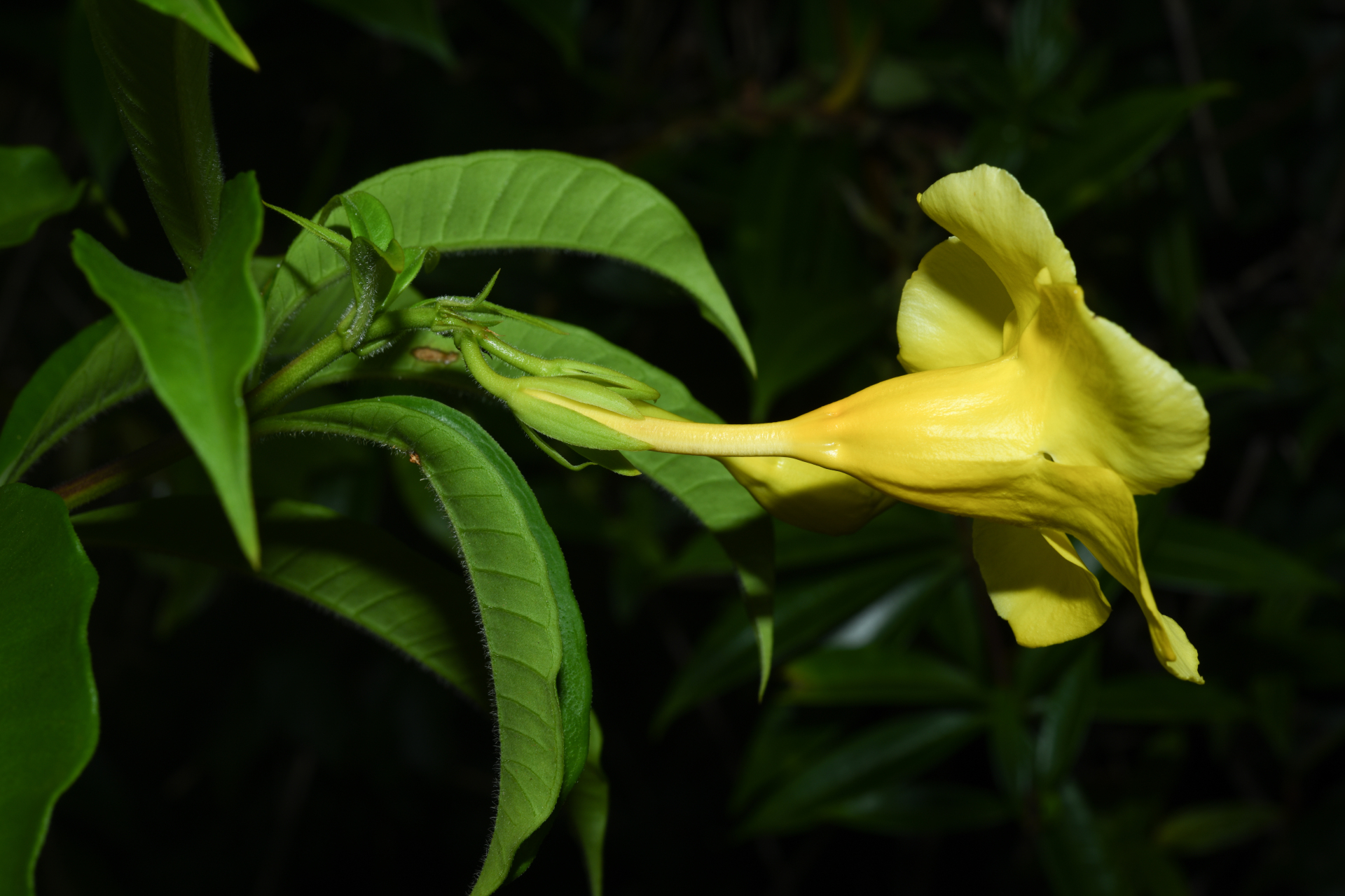 Allamanda cathartica L. - Photo Bivouac Naturaliste
