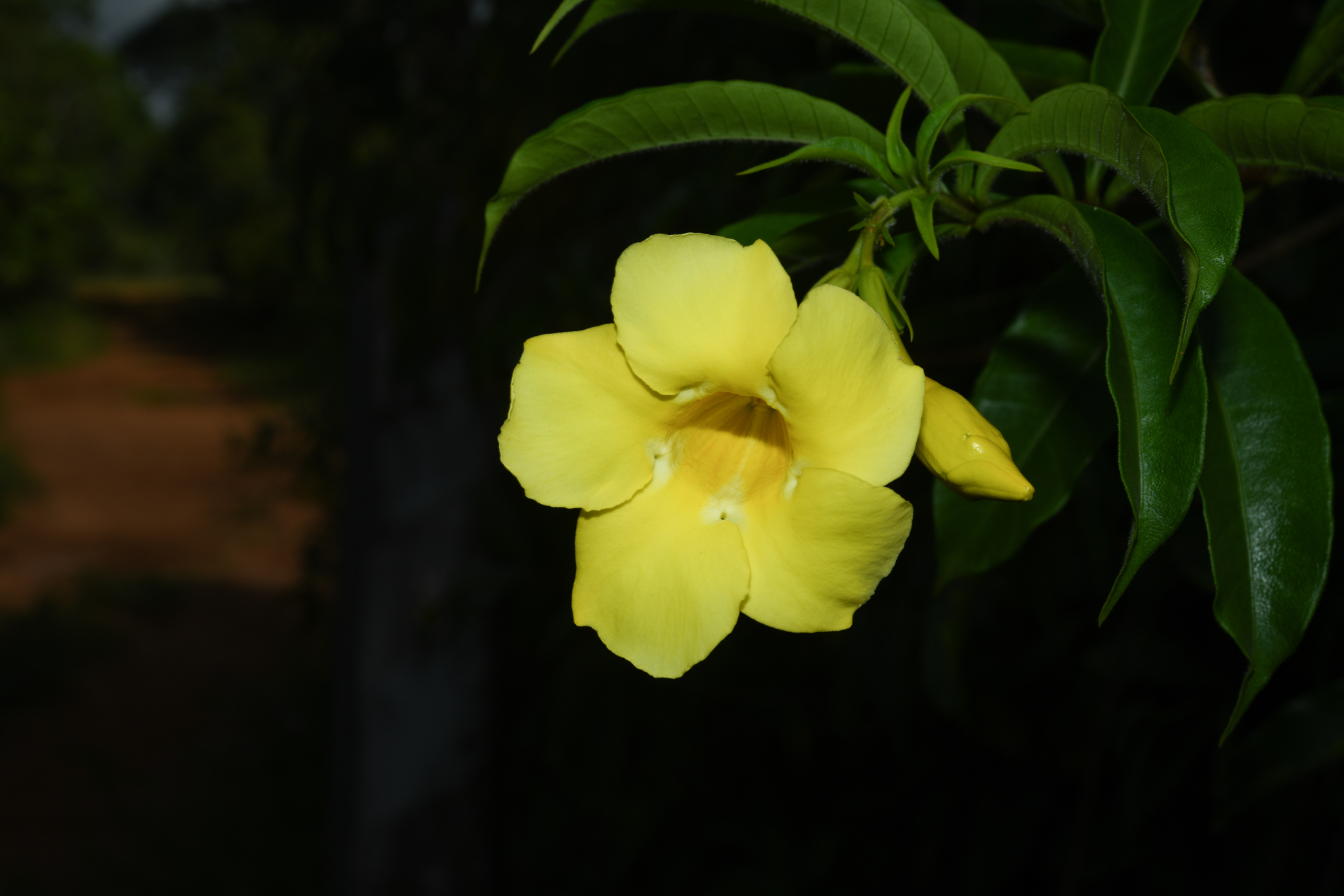 Allamanda cathartica L. - Photo Bivouac Naturaliste