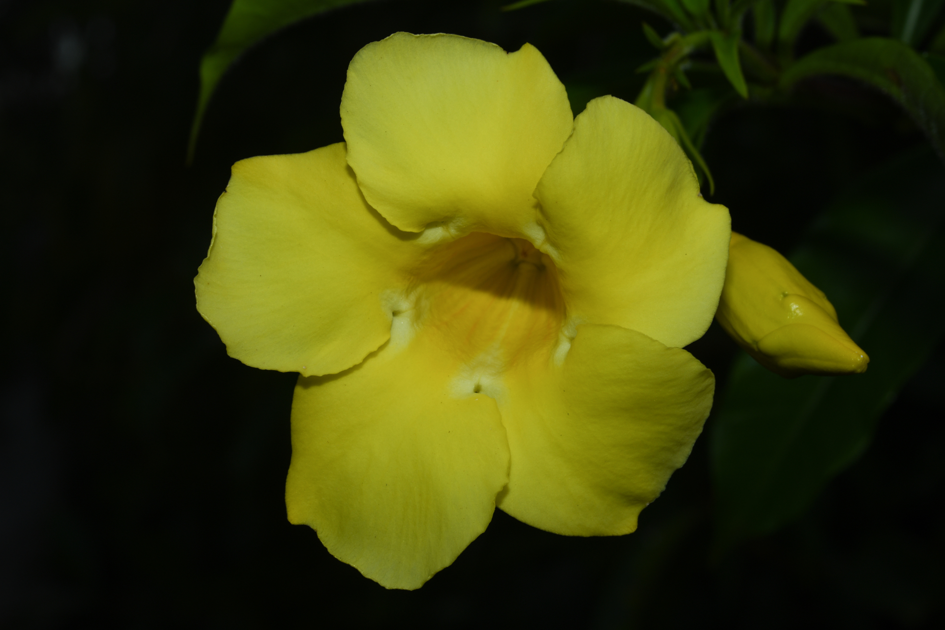 Allamanda cathartica L. - Photo Bivouac Naturaliste