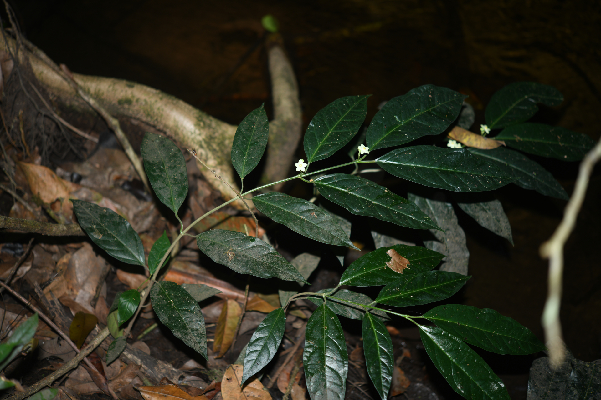 Matelea palustris Aubl. - Photo Bivouac Naturaliste
