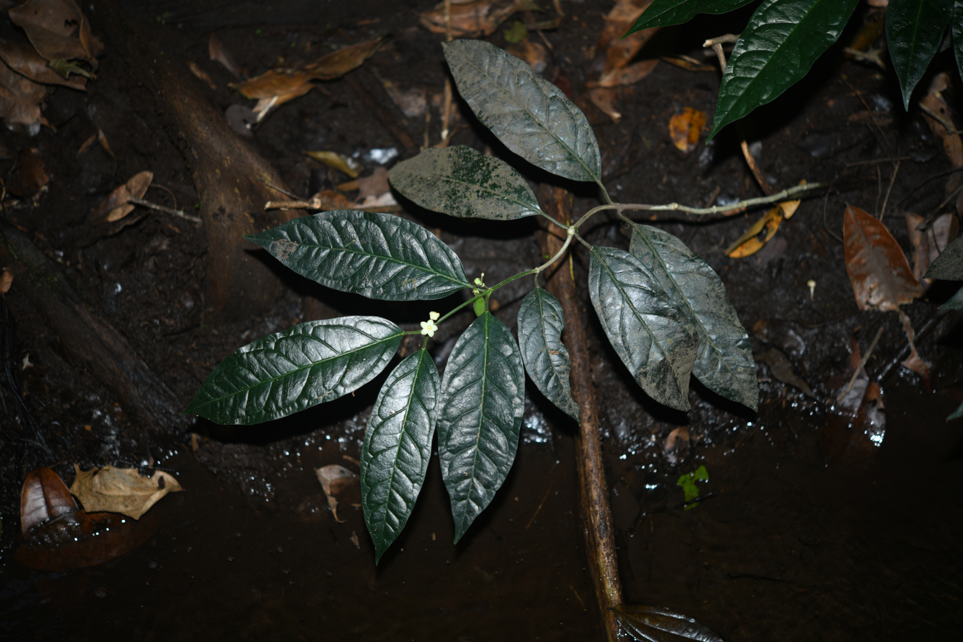 Matelea palustris Aubl. - Photo Bivouac Naturaliste