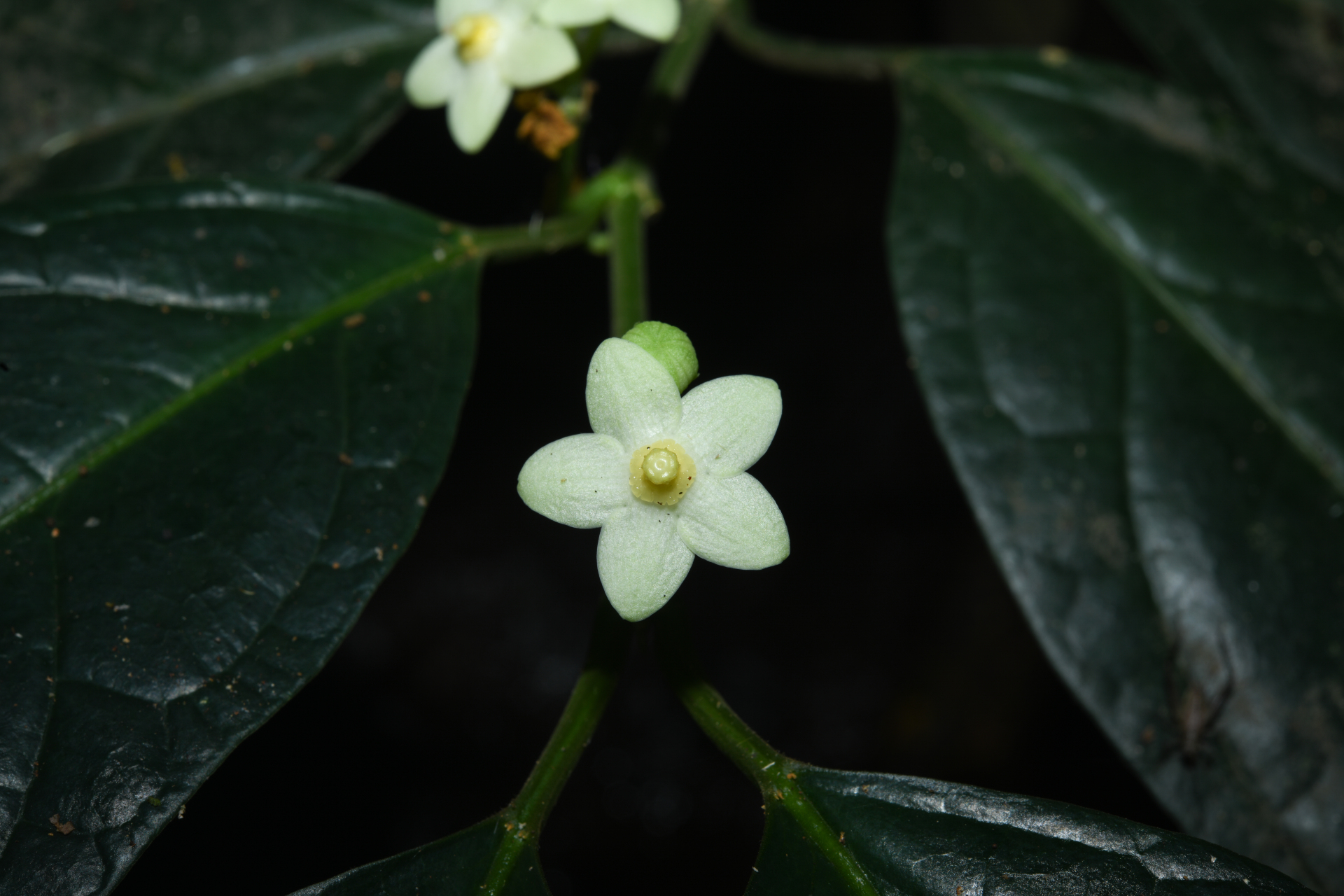 Matelea palustris Aubl. - Photo Bivouac Naturaliste