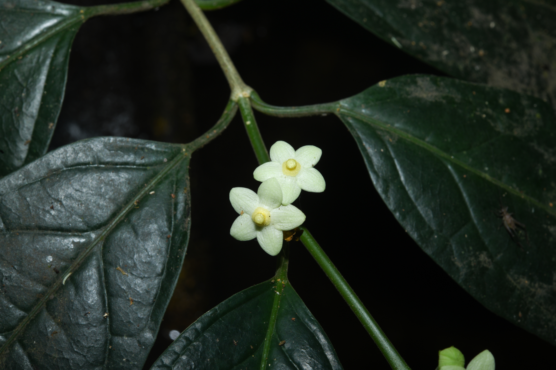 Matelea palustris Aubl. - Photo Bivouac Naturaliste