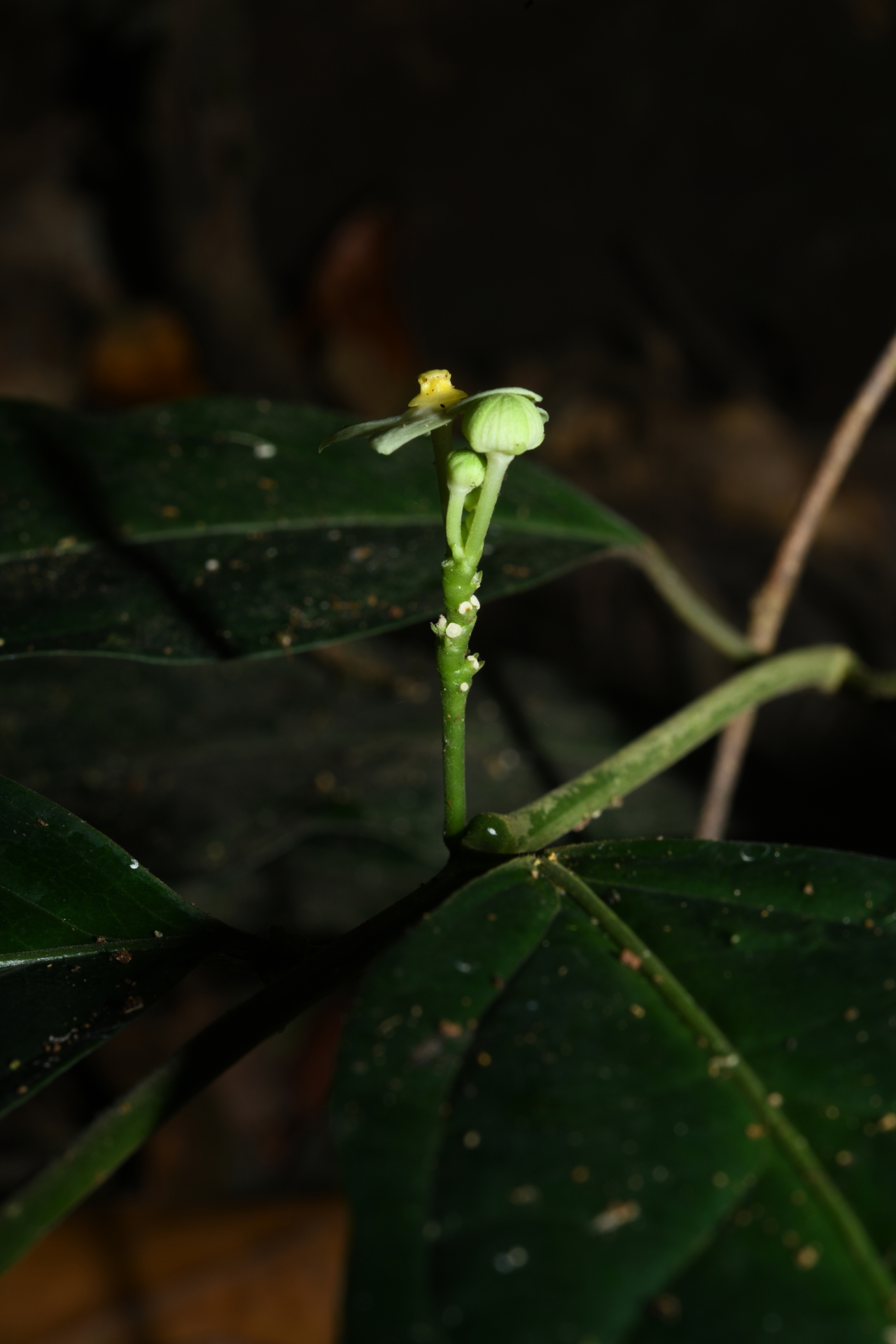 Matelea palustris Aubl. - Photo Bivouac Naturaliste